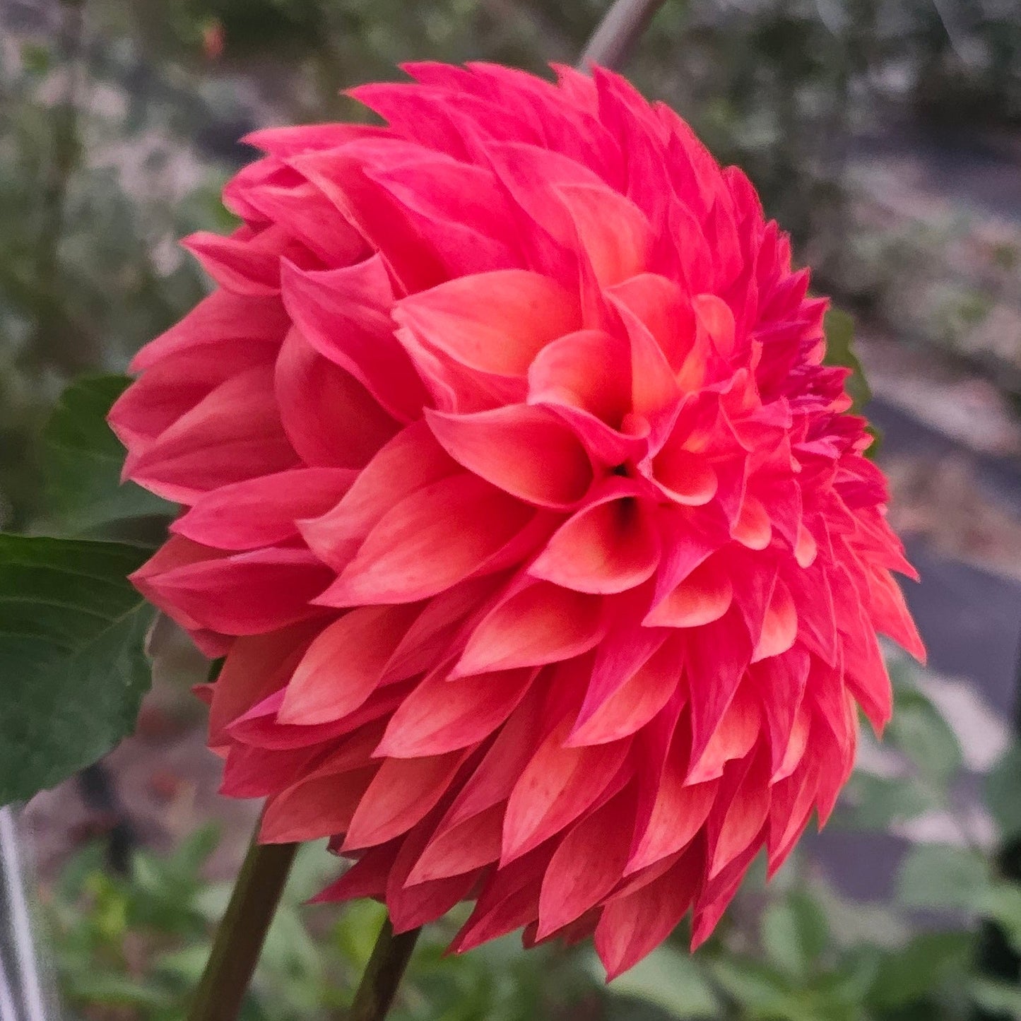 Verrone's Sandra J Dahlia