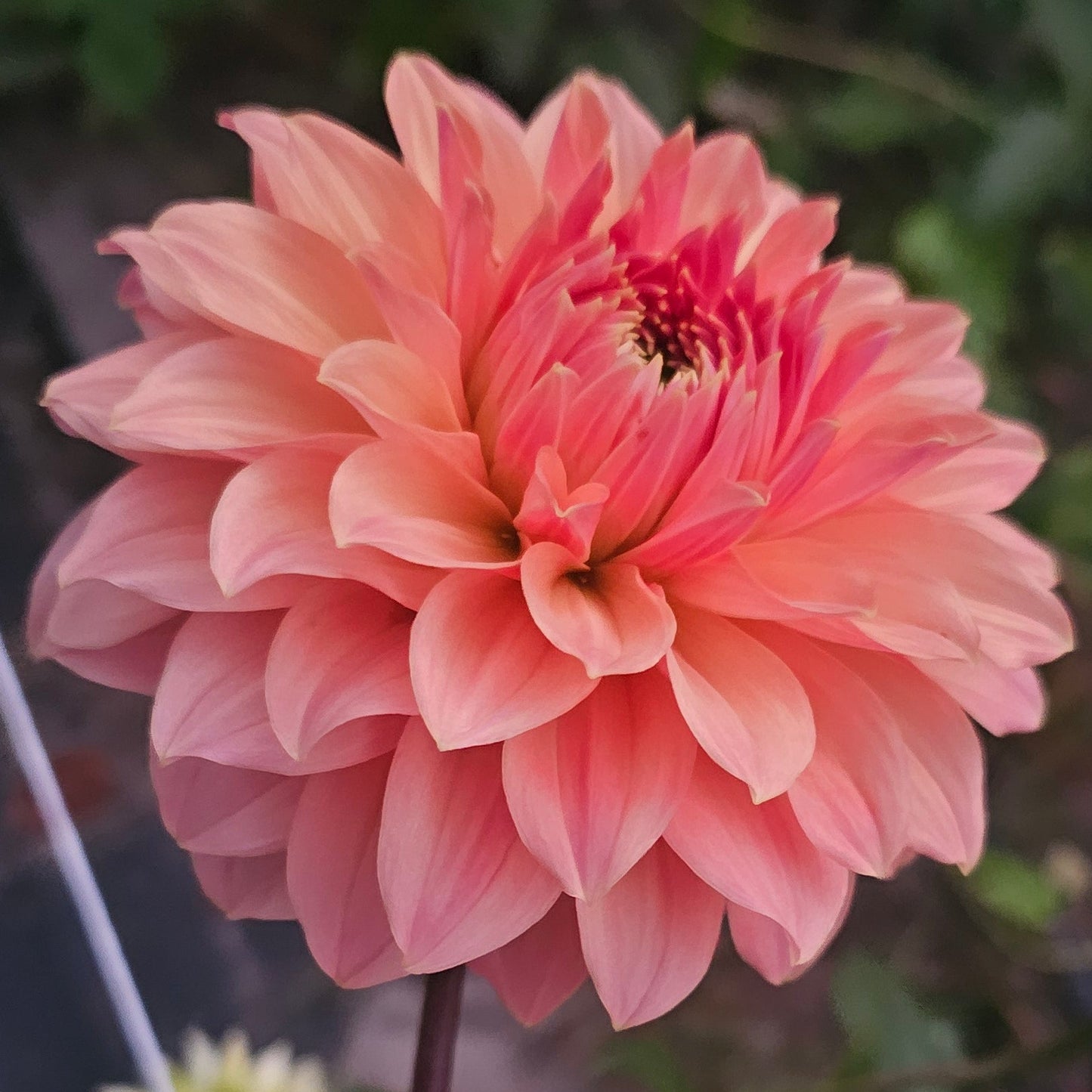 Normandy Bright Day Dahlia