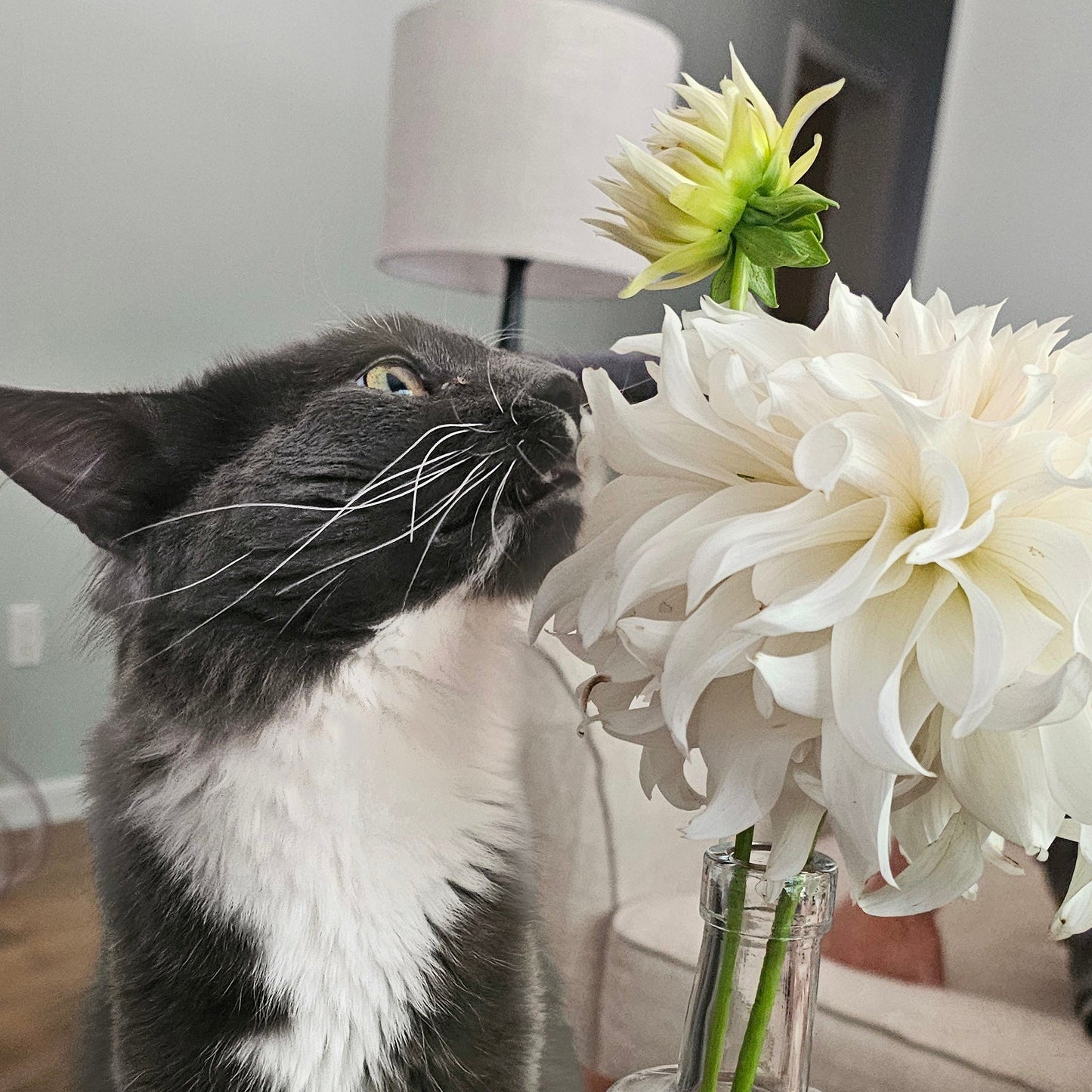 KA's® Papa John Dahlia  - Limit 1 * PLEASE READ DESCRIPTION