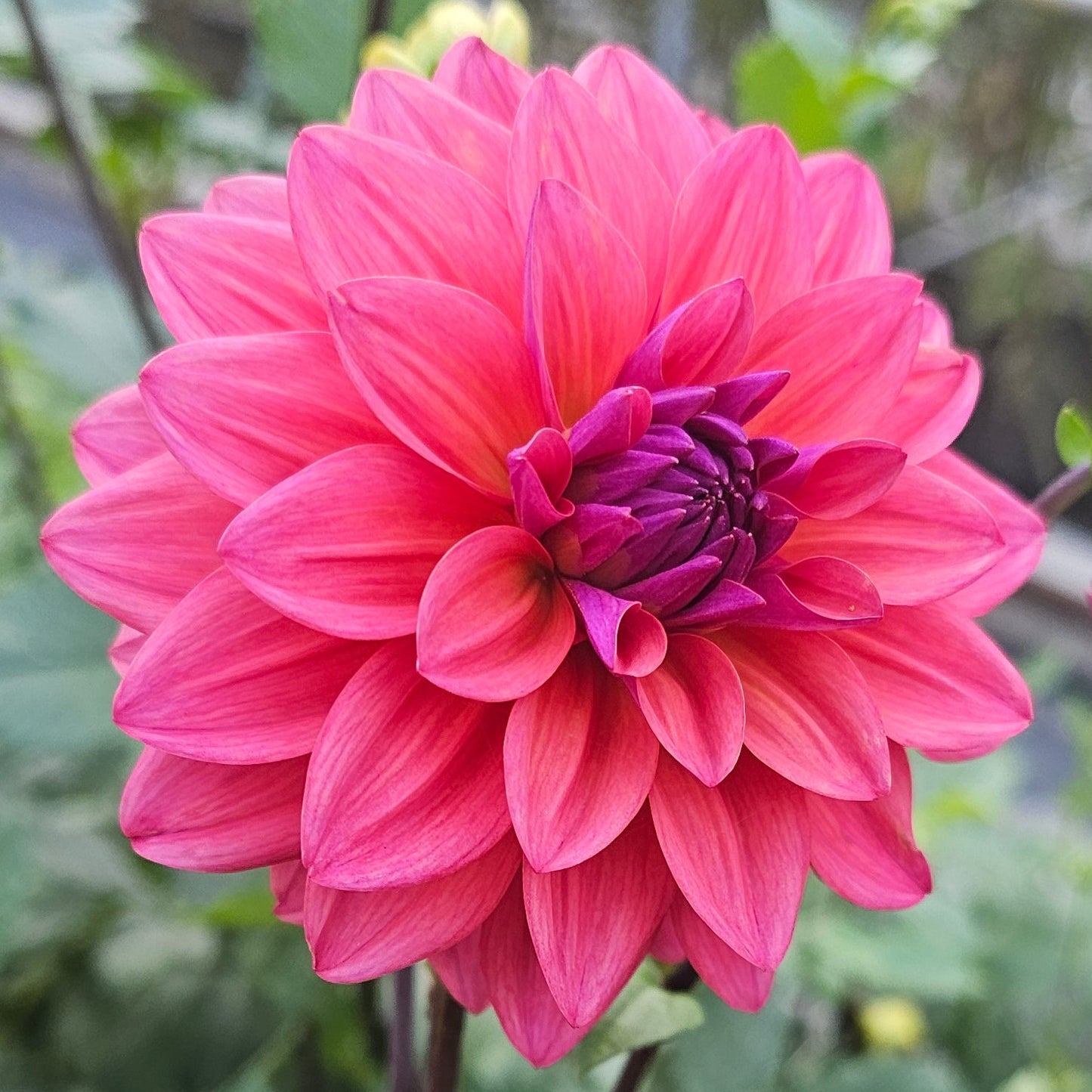 Feline Yvonne Dahlia