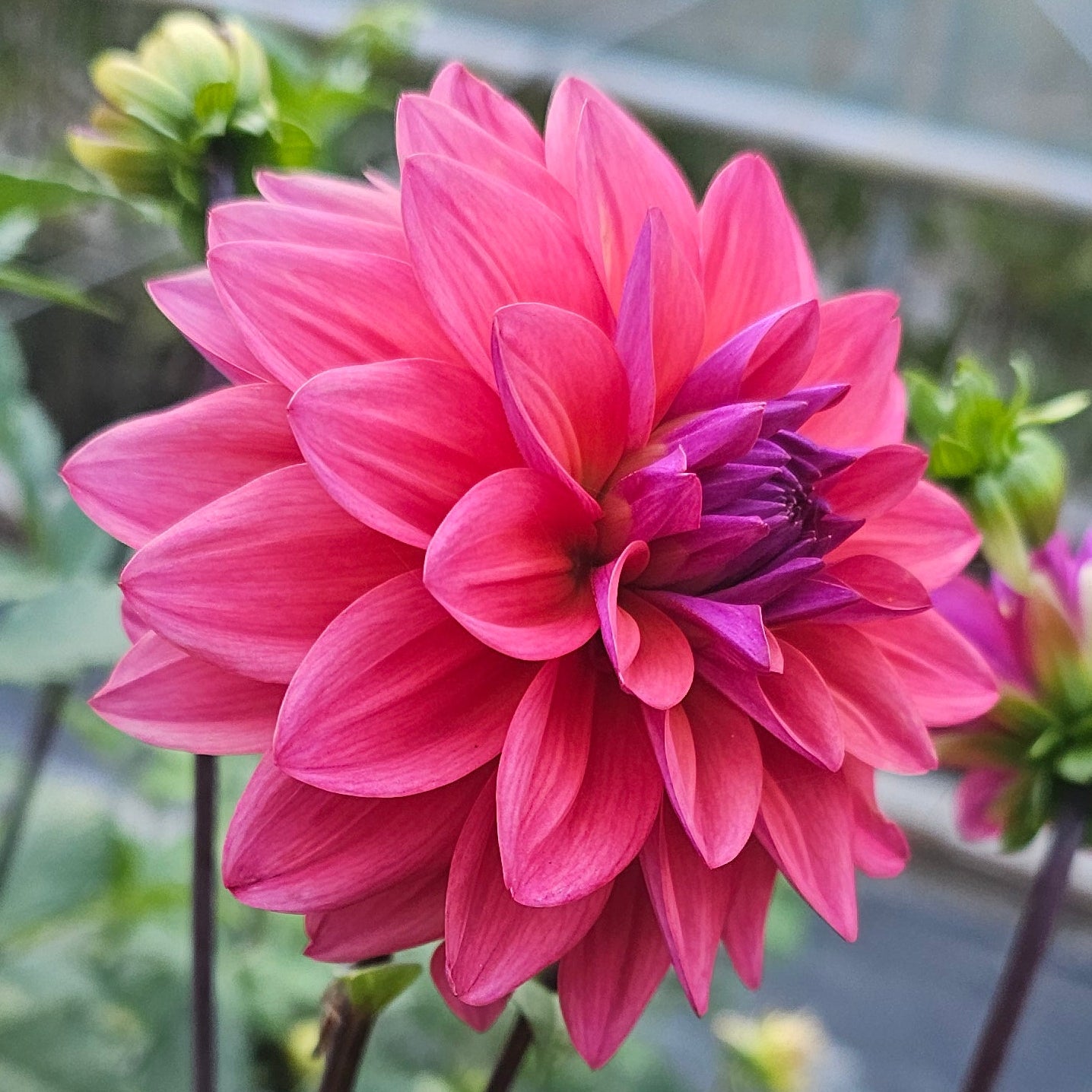 Feline Yvonne Dahlia