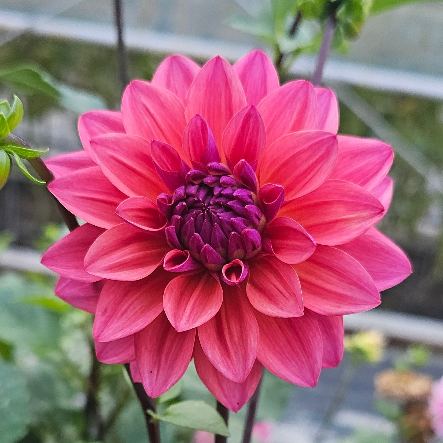 Feline Yvonne Dahlia