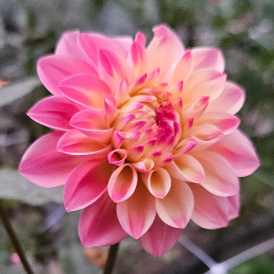 Princess Elizabeth Dahlia