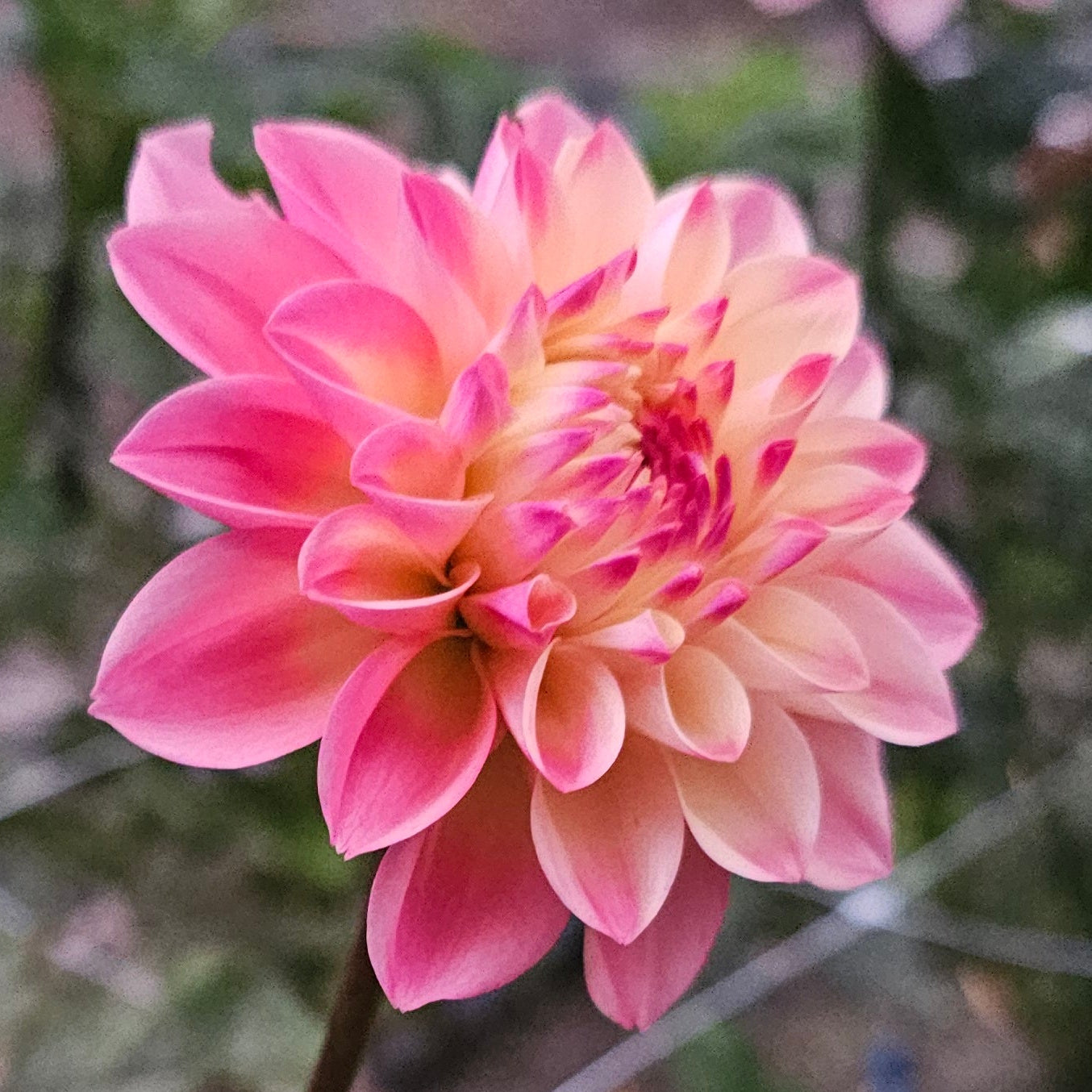 Princess Elizabeth Dahlia