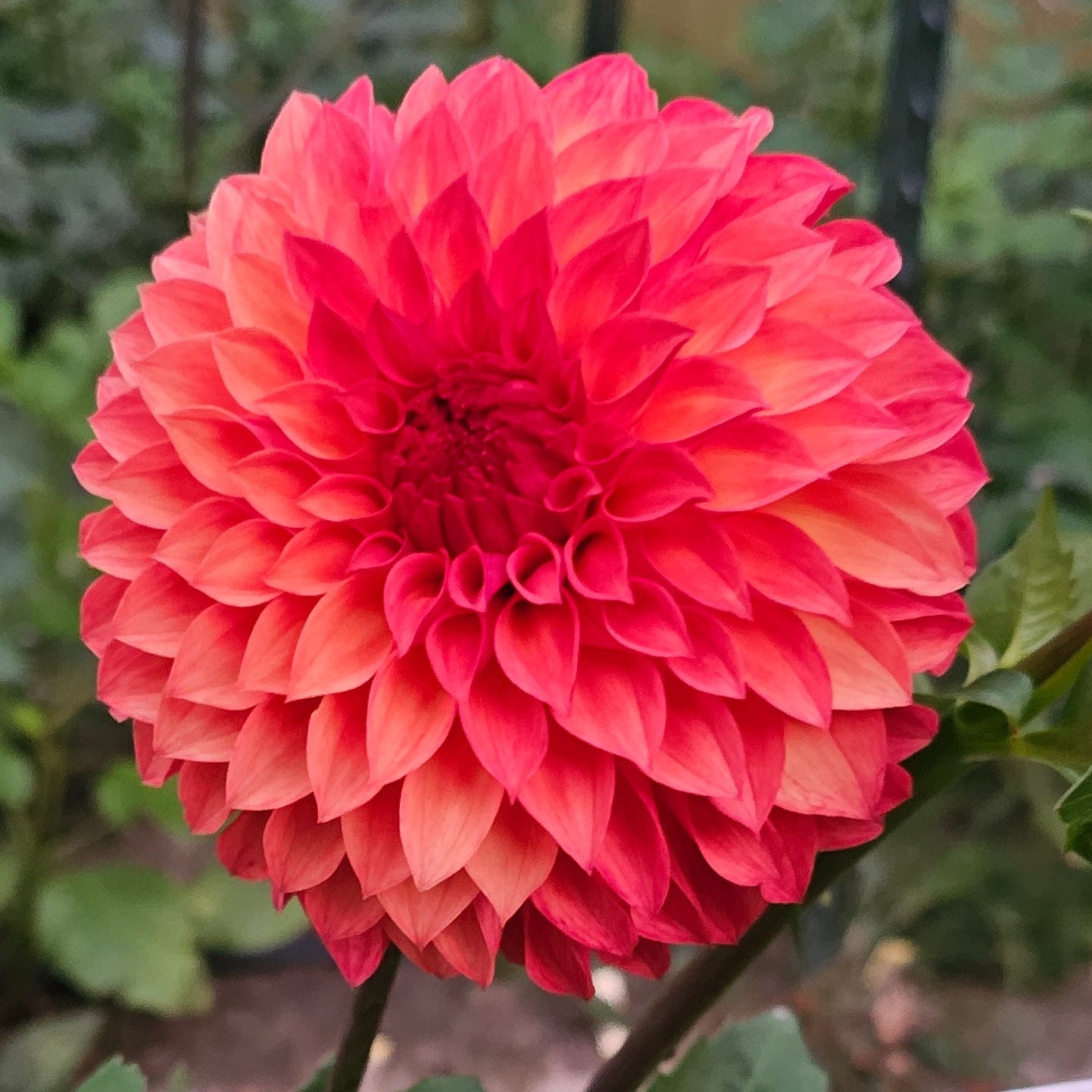 Verrone's Sandra J Dahlia