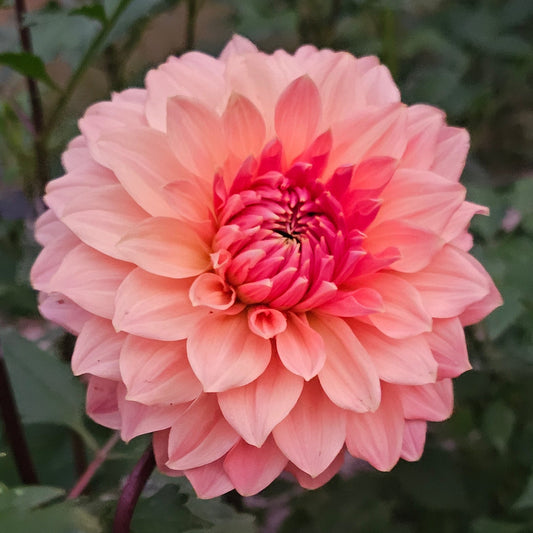 Normandy Bright Day Dahlia