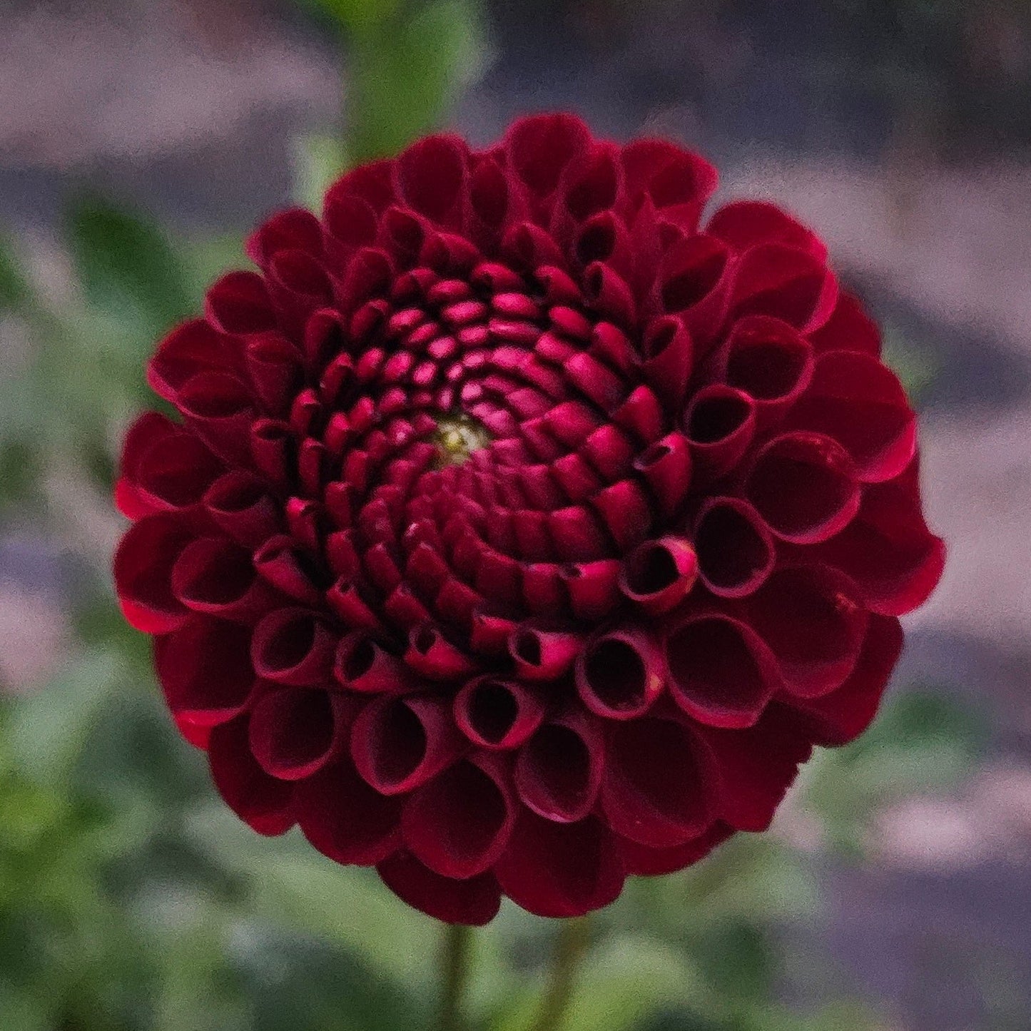Bloomquist Crave Dahlia