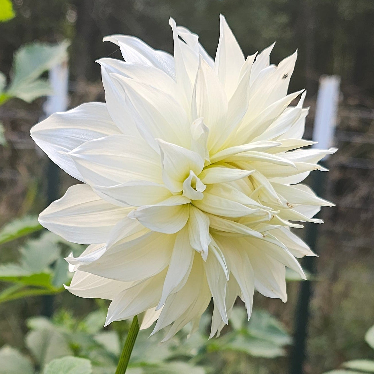 Wyn's Ghostie Dahlia