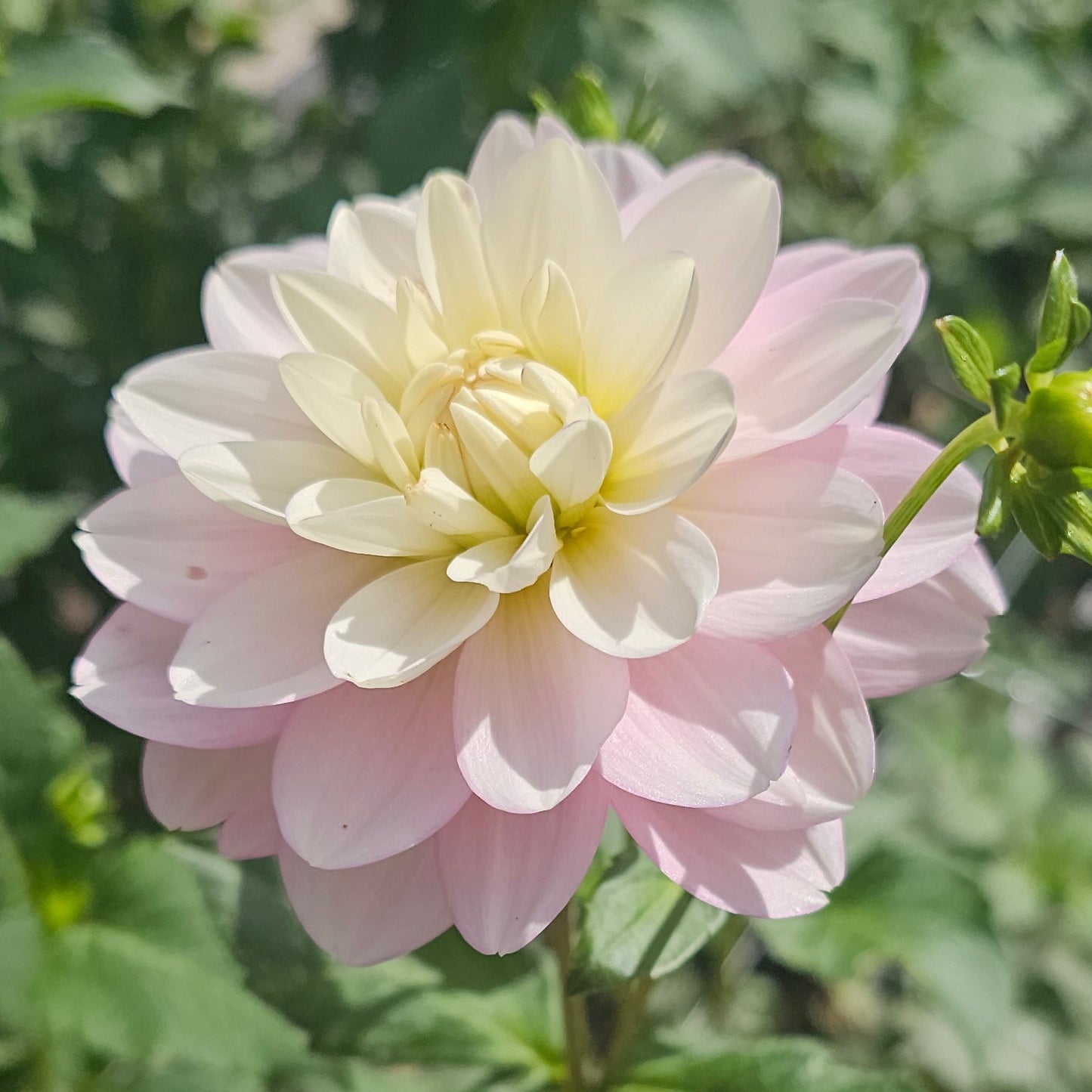 Innocence Dahlia