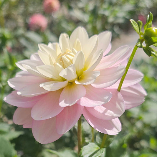 Innocence Dahlia