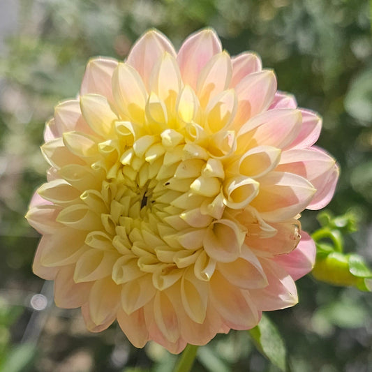 Sugartown Sunrise Dahlia