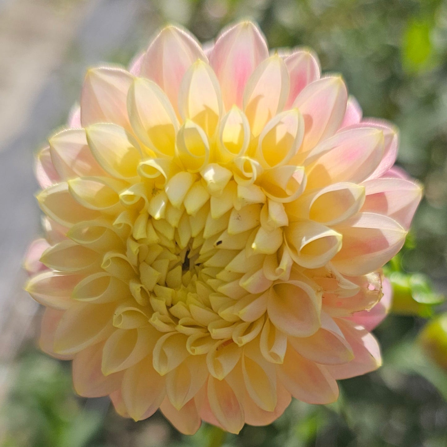 Sugartown Sunrise Dahlia