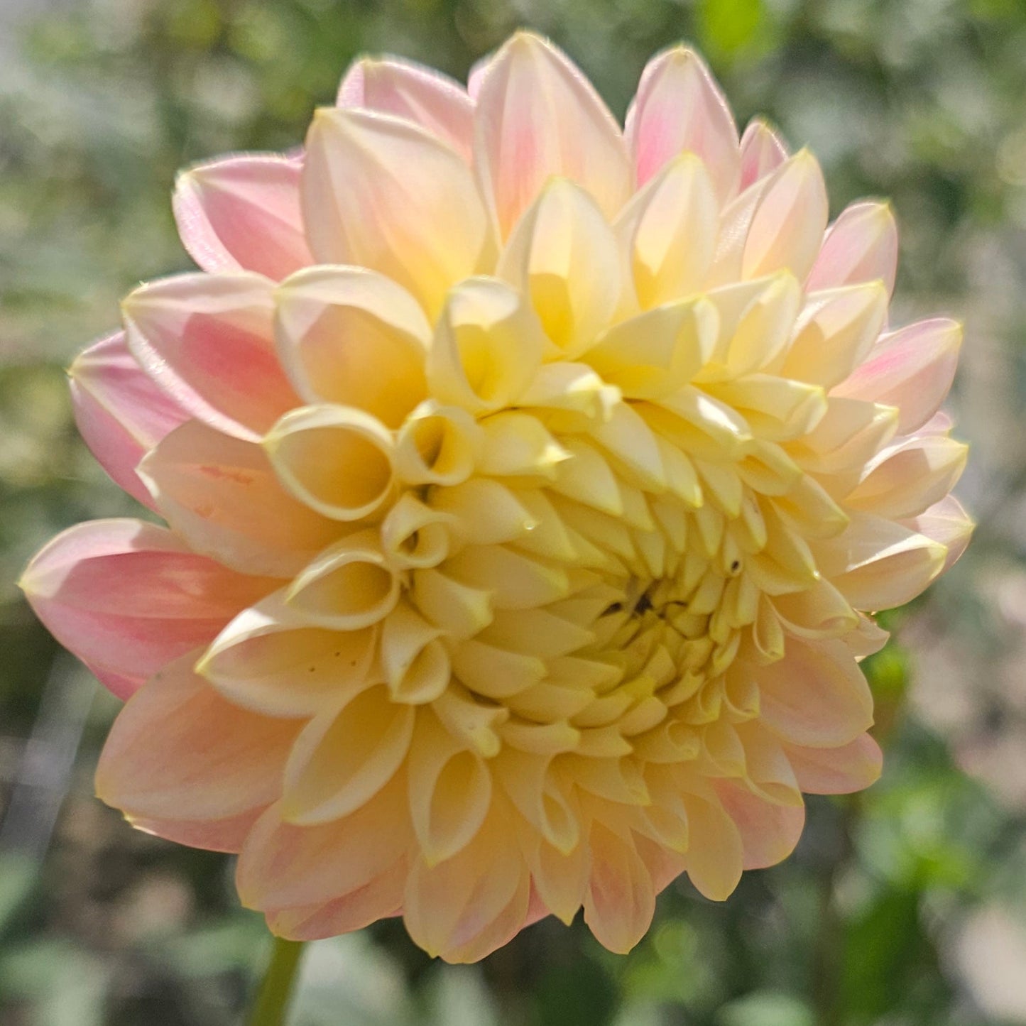 Sugartown Sunrise Dahlia