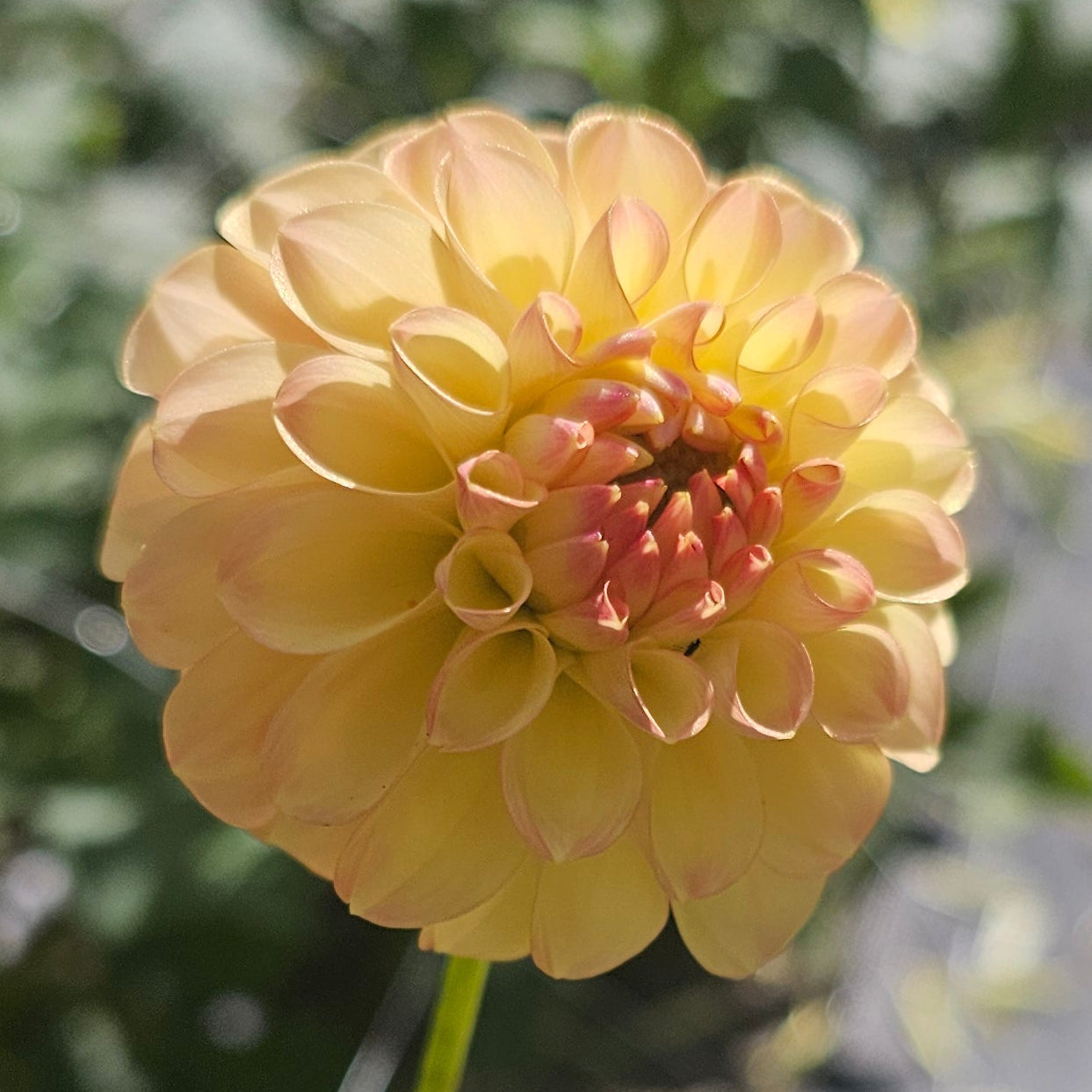 Woodland's Wondrous Dahlia