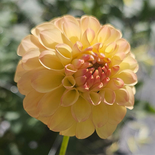 Woodland's Wondrous Dahlia