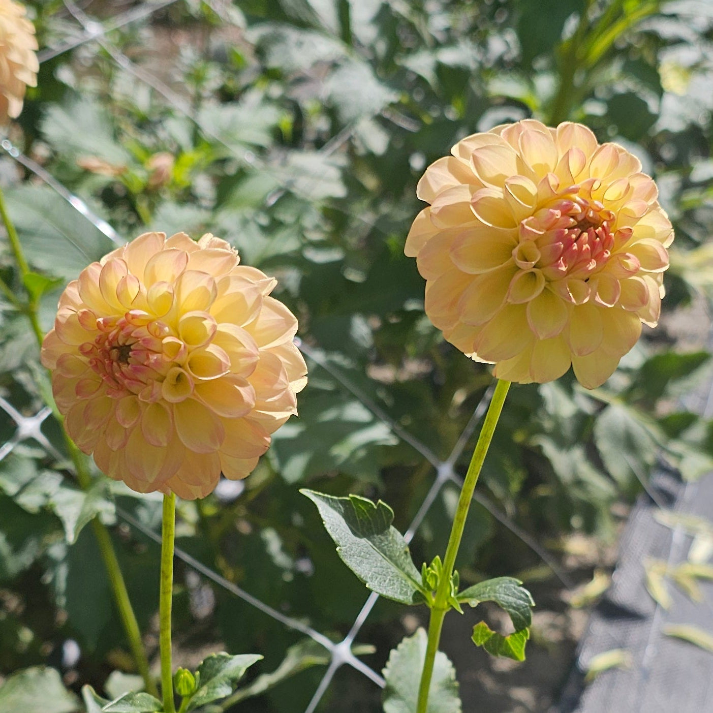 Woodland's Wondrous Dahlia