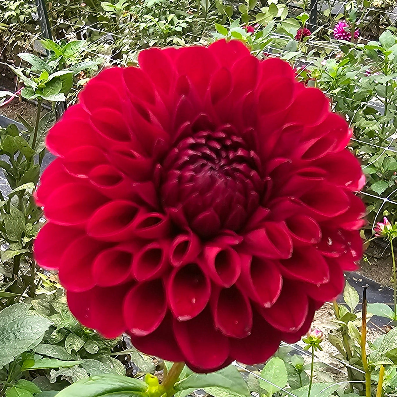 Jessie G Dahlia