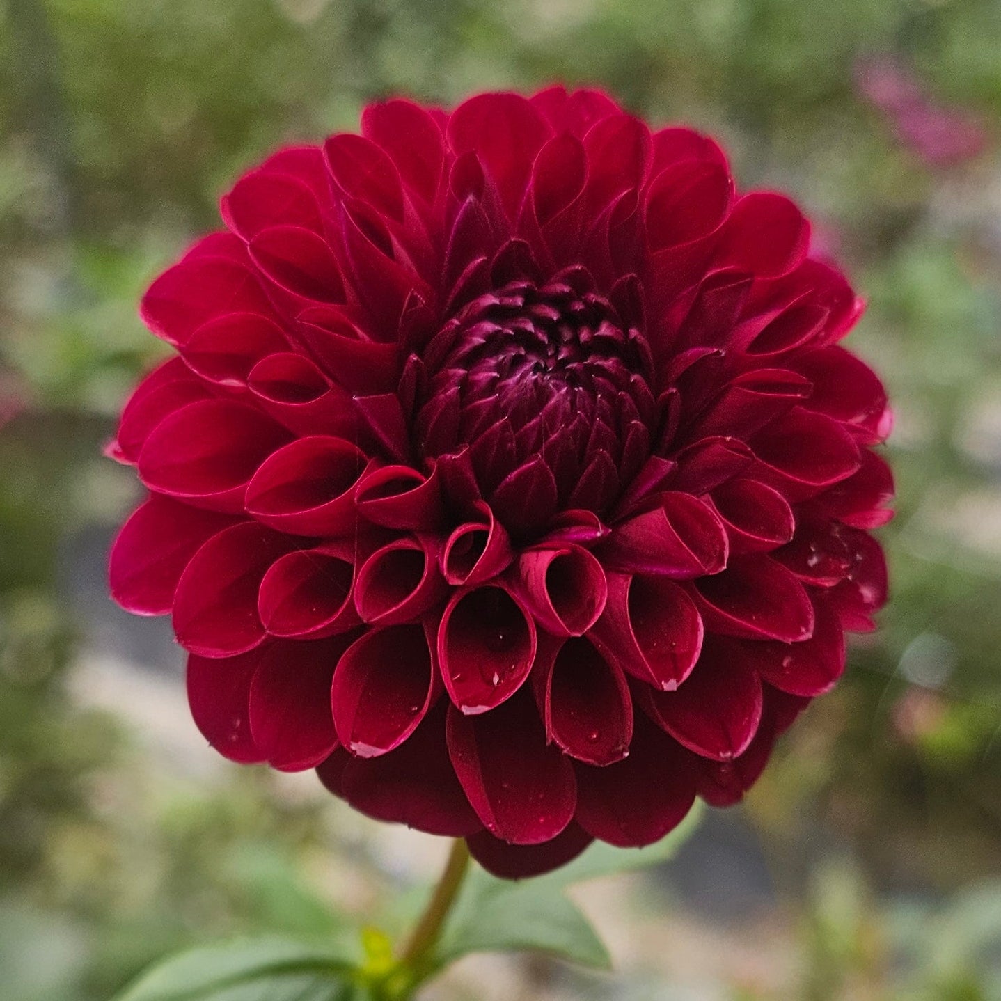 Jessie G Dahlia