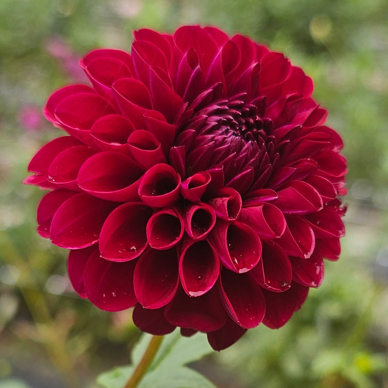 Jessie G Dahlia