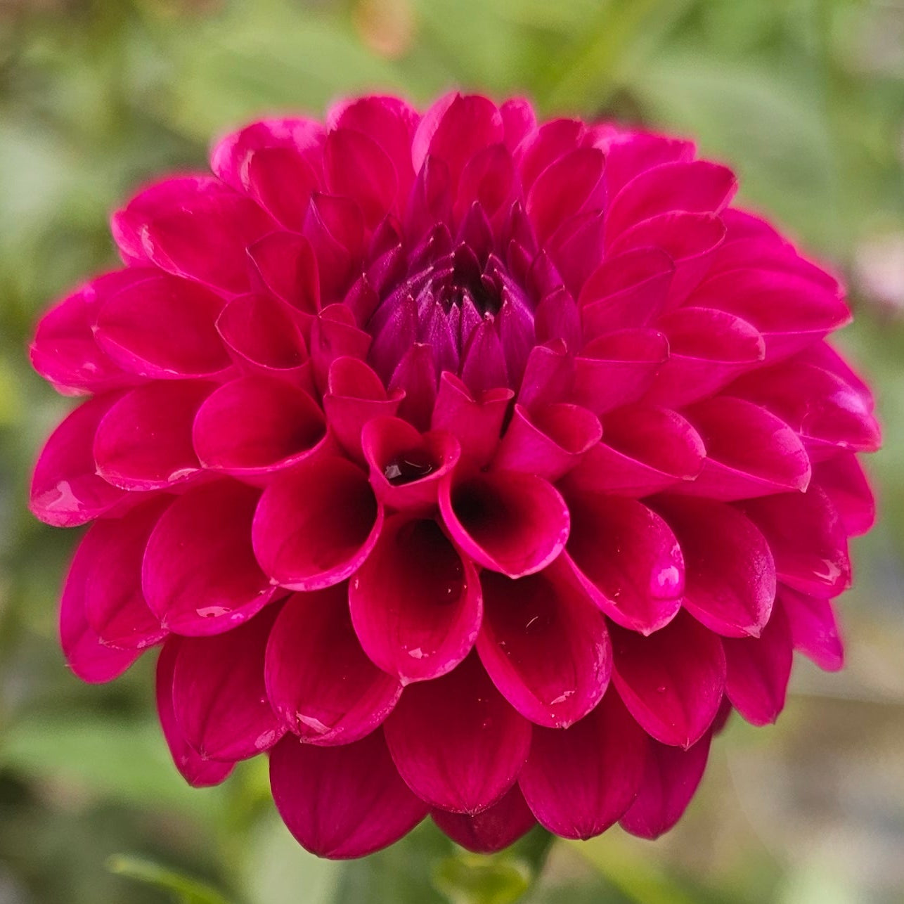 Cryfield Harmony Dahlia