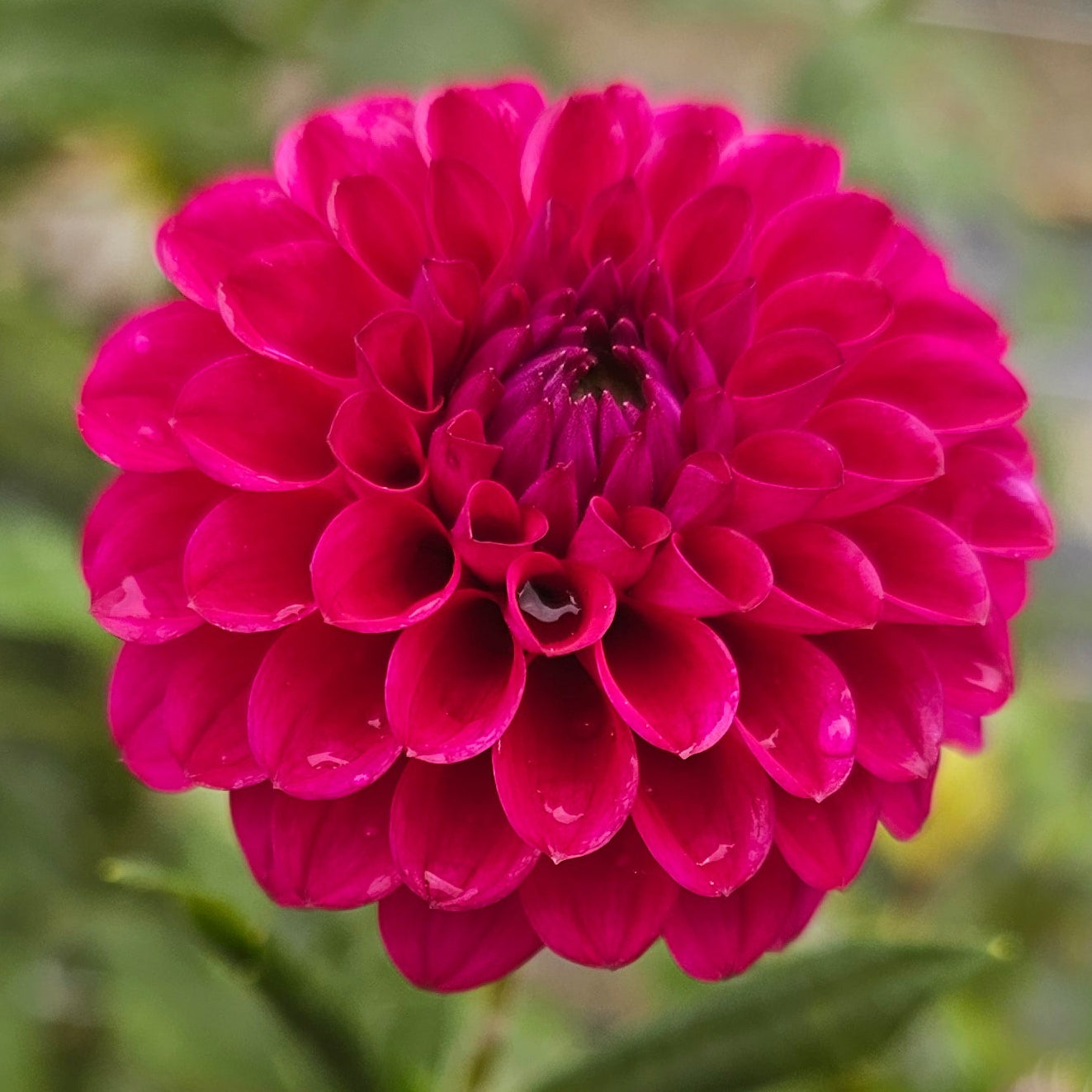 Cryfield Harmony Dahlia