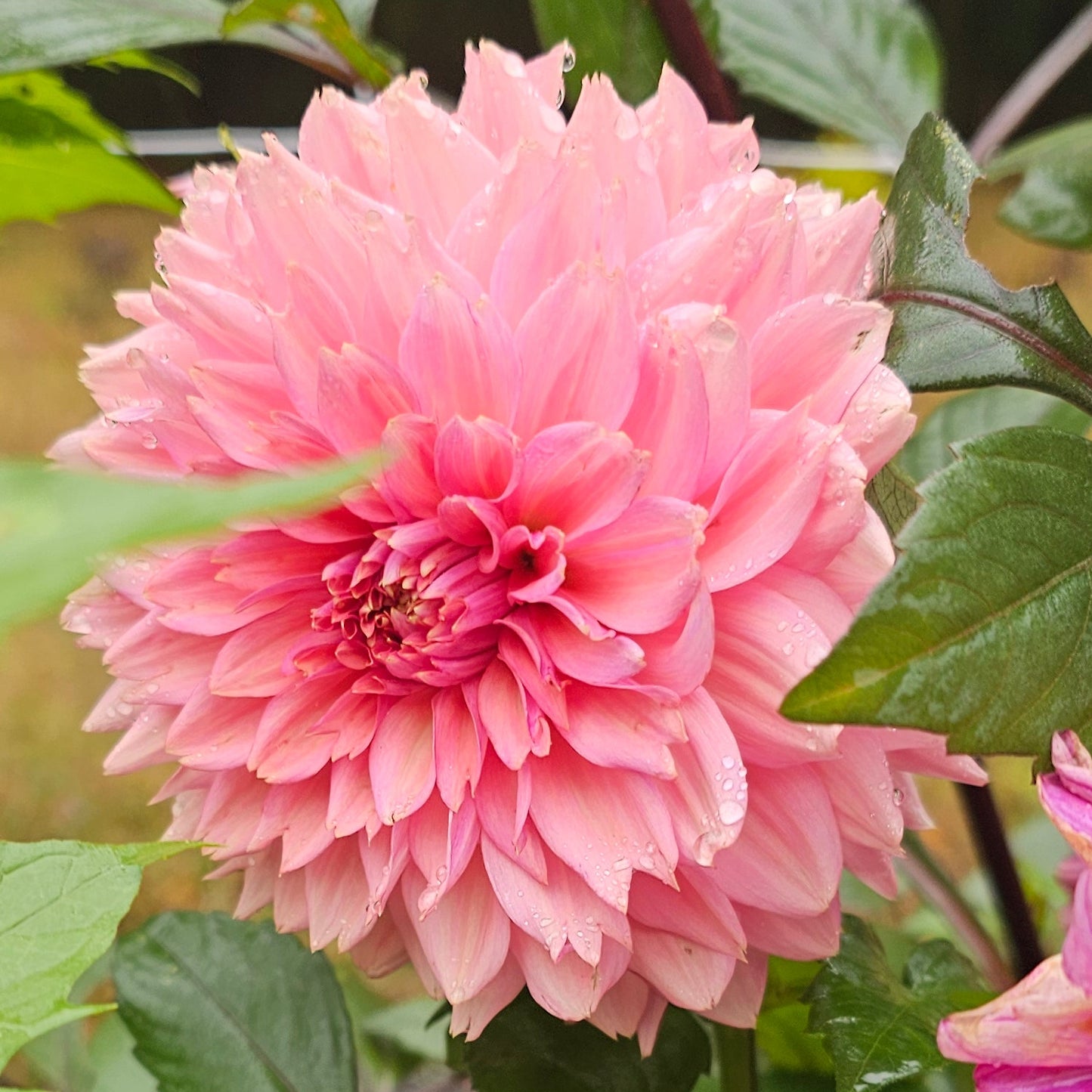 La Belle Epoque Dahlia