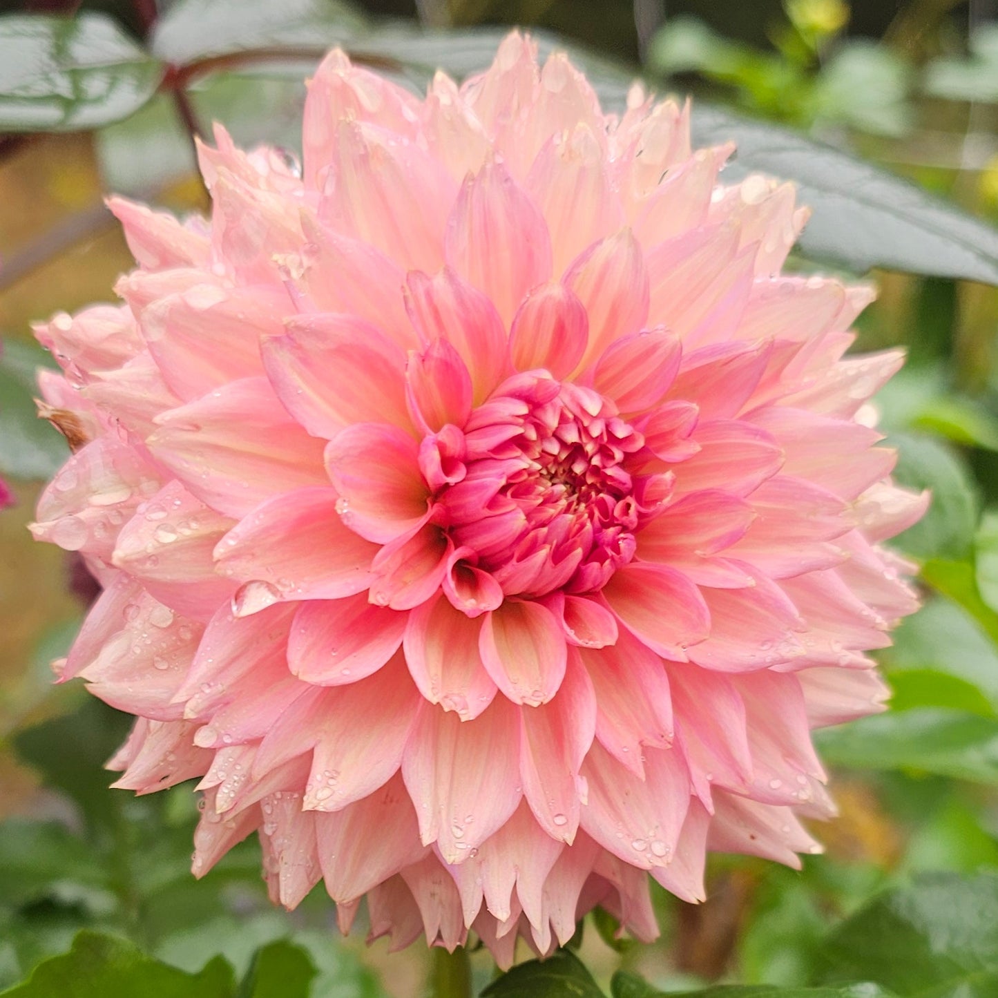 La Belle Epoque Dahlia