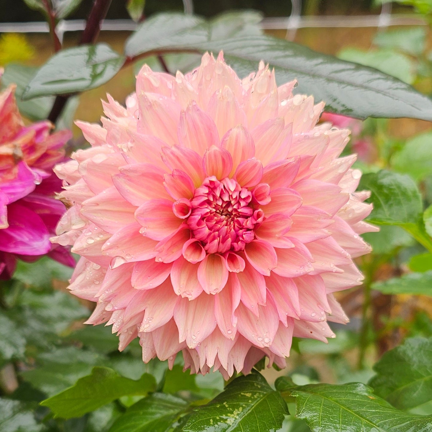 La Belle Epoque Dahlia