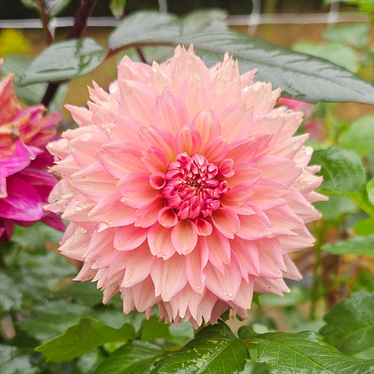 La Belle Epoque Dahlia