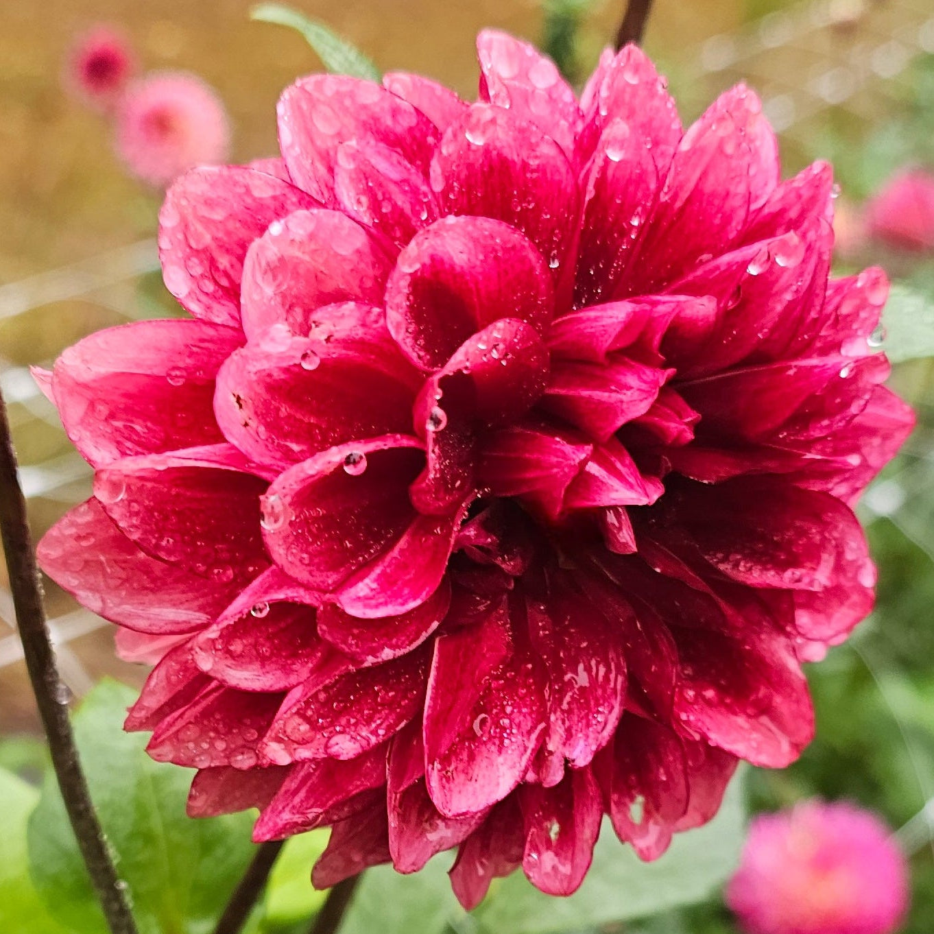 Bloomquist York Dahlia