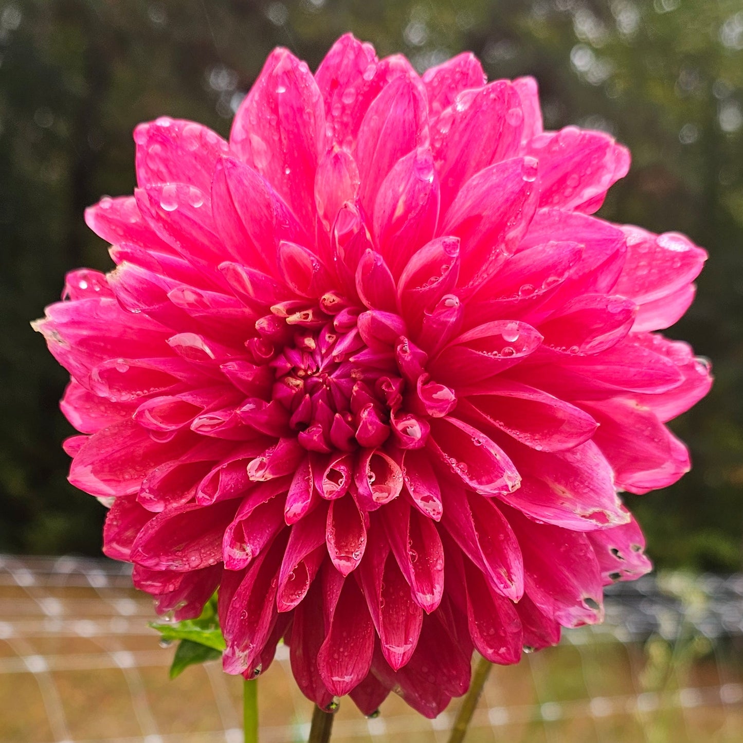 Scaur Swinton Dahlia