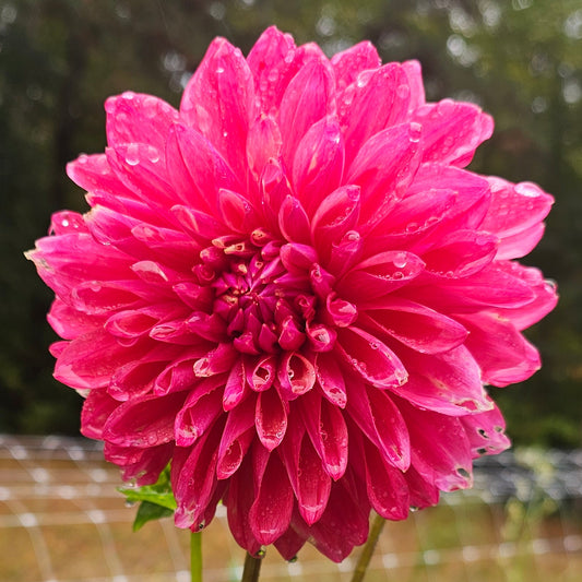 Scaur Swinton Dahlia