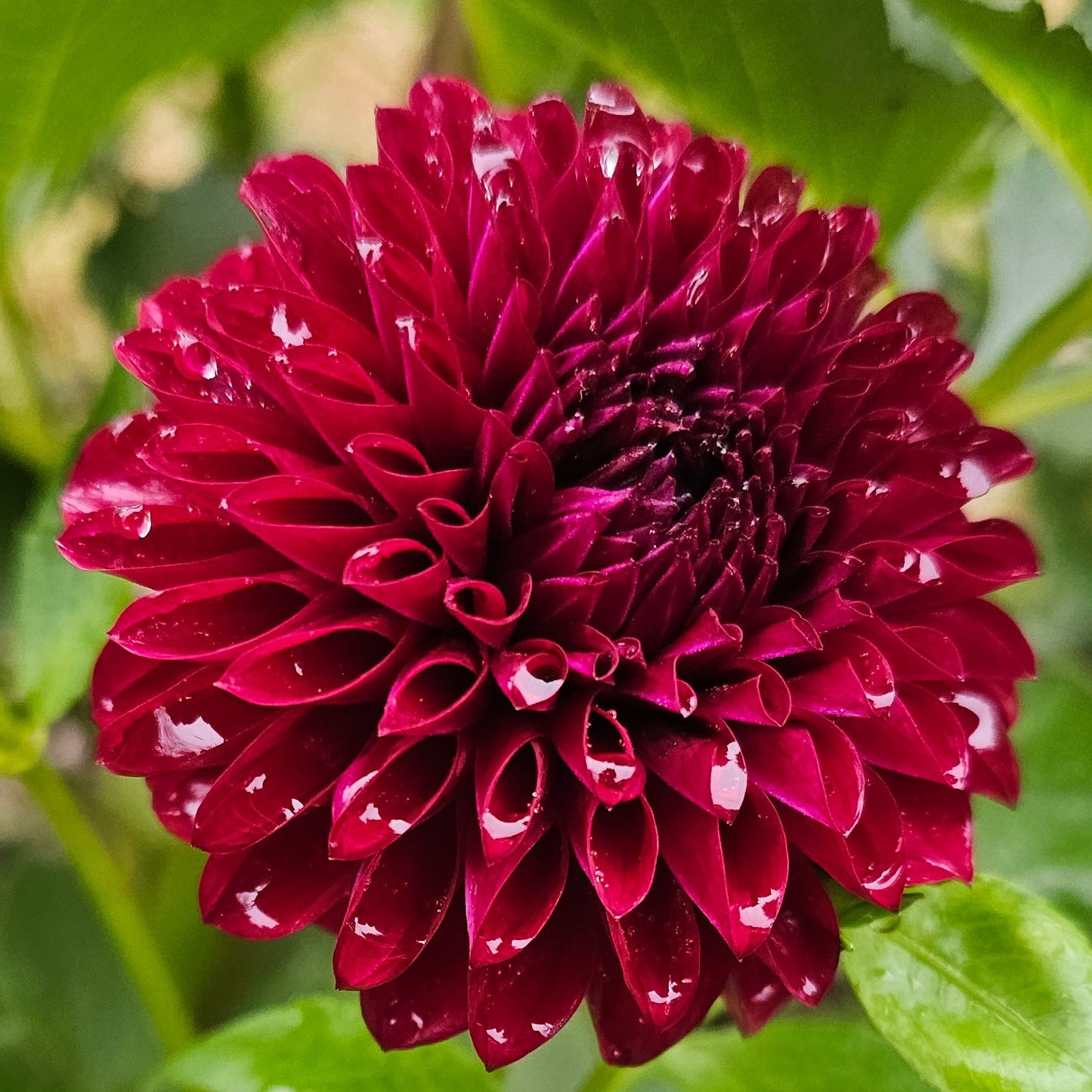 Inego Dahlia
