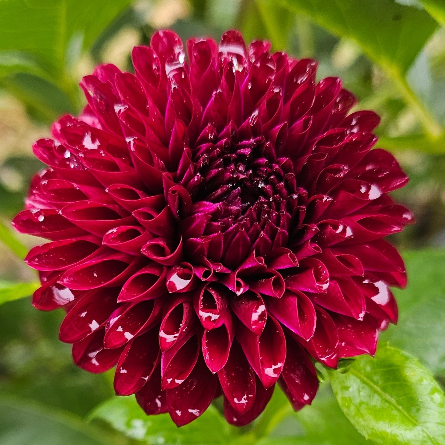 Inego Dahlia