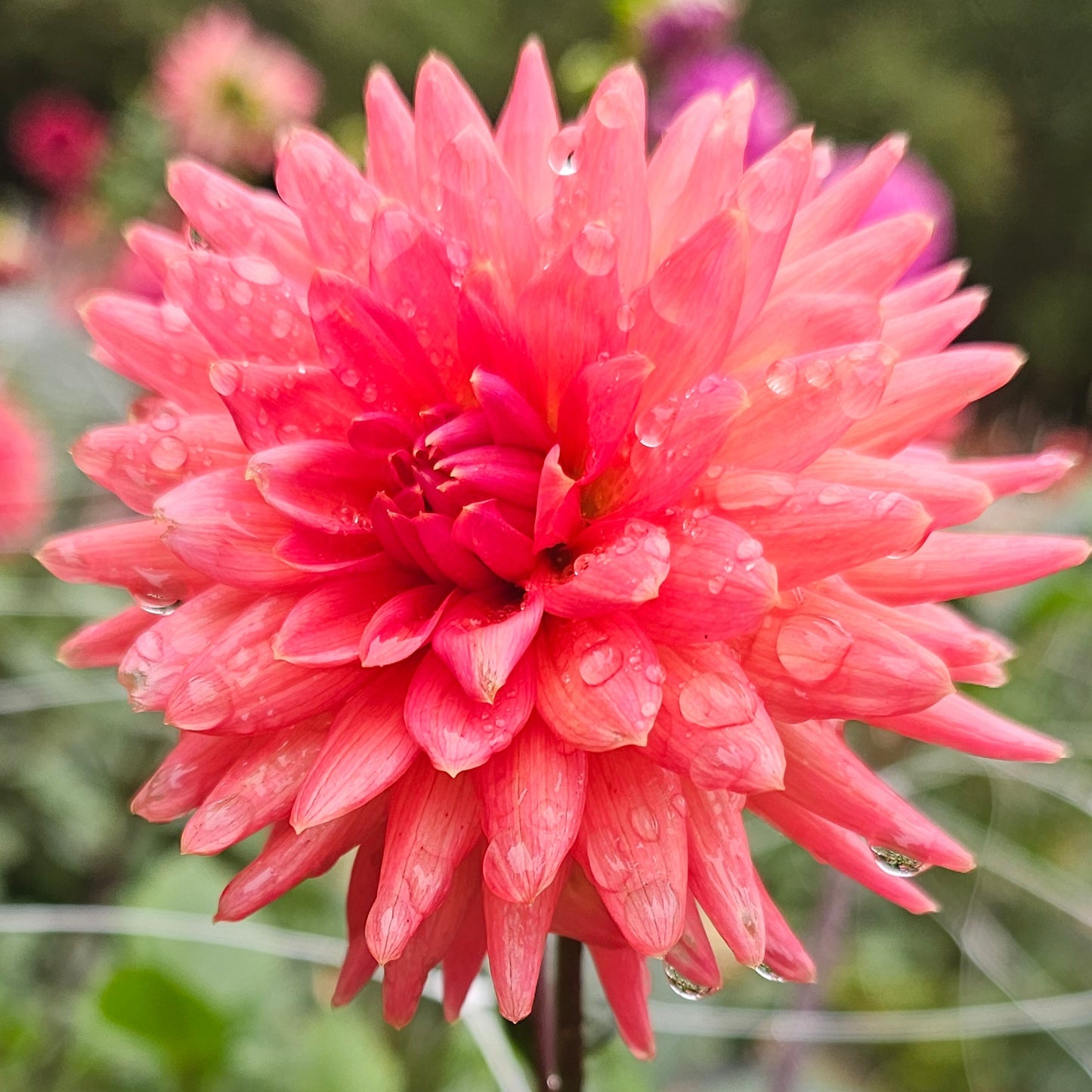 Clearview Ginger