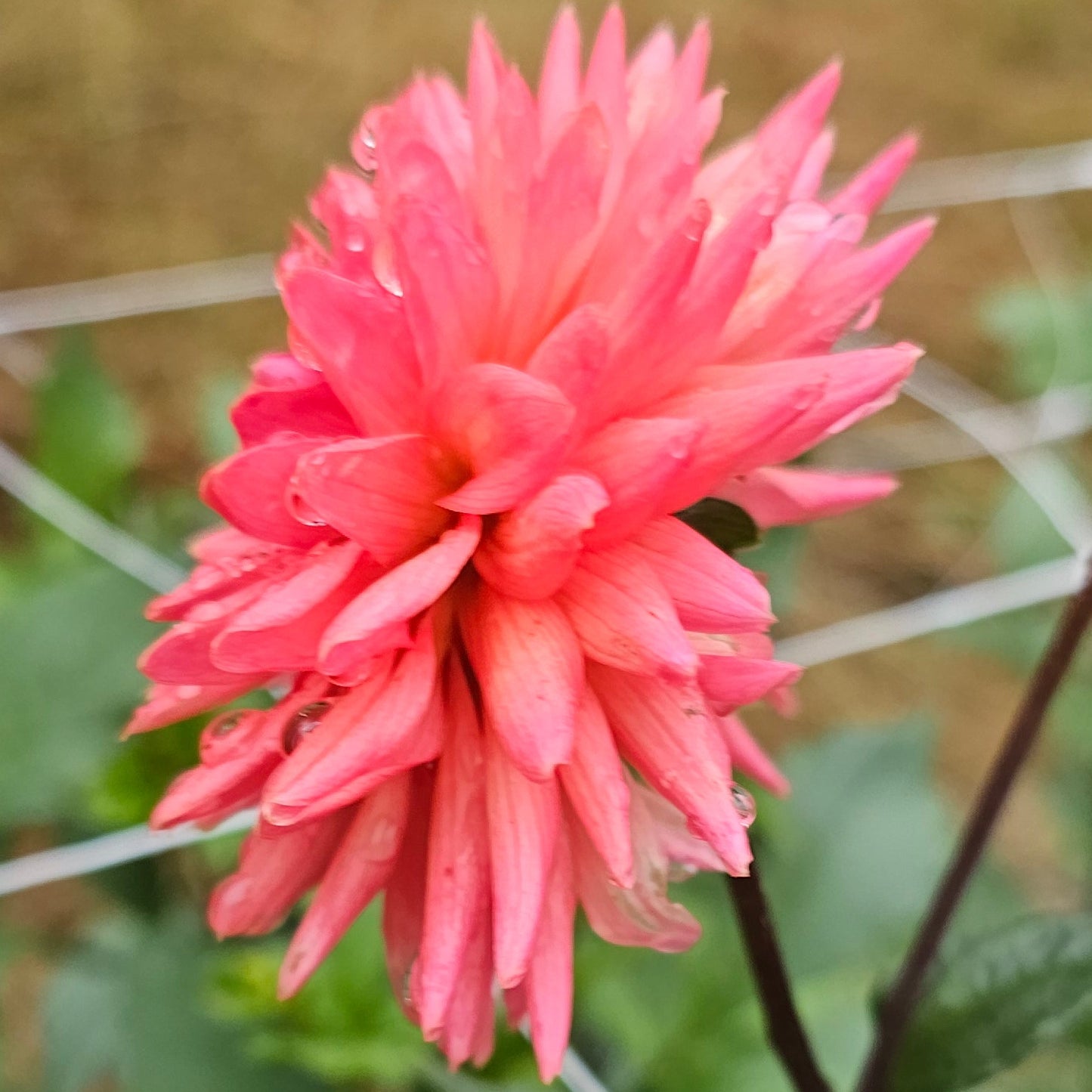 Clearview Ginger