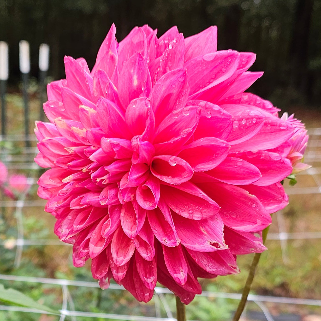 Scaur Swinton Dahlia