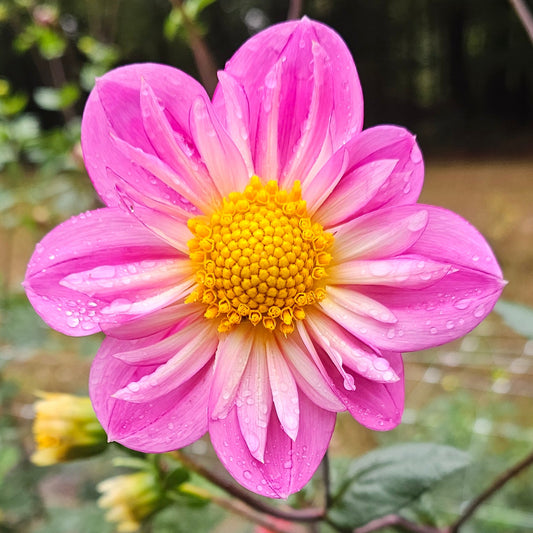 Bloomquist Arise Dahlia