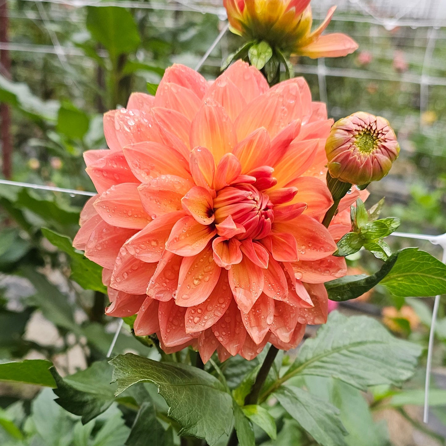 Nicholas Dahlia
