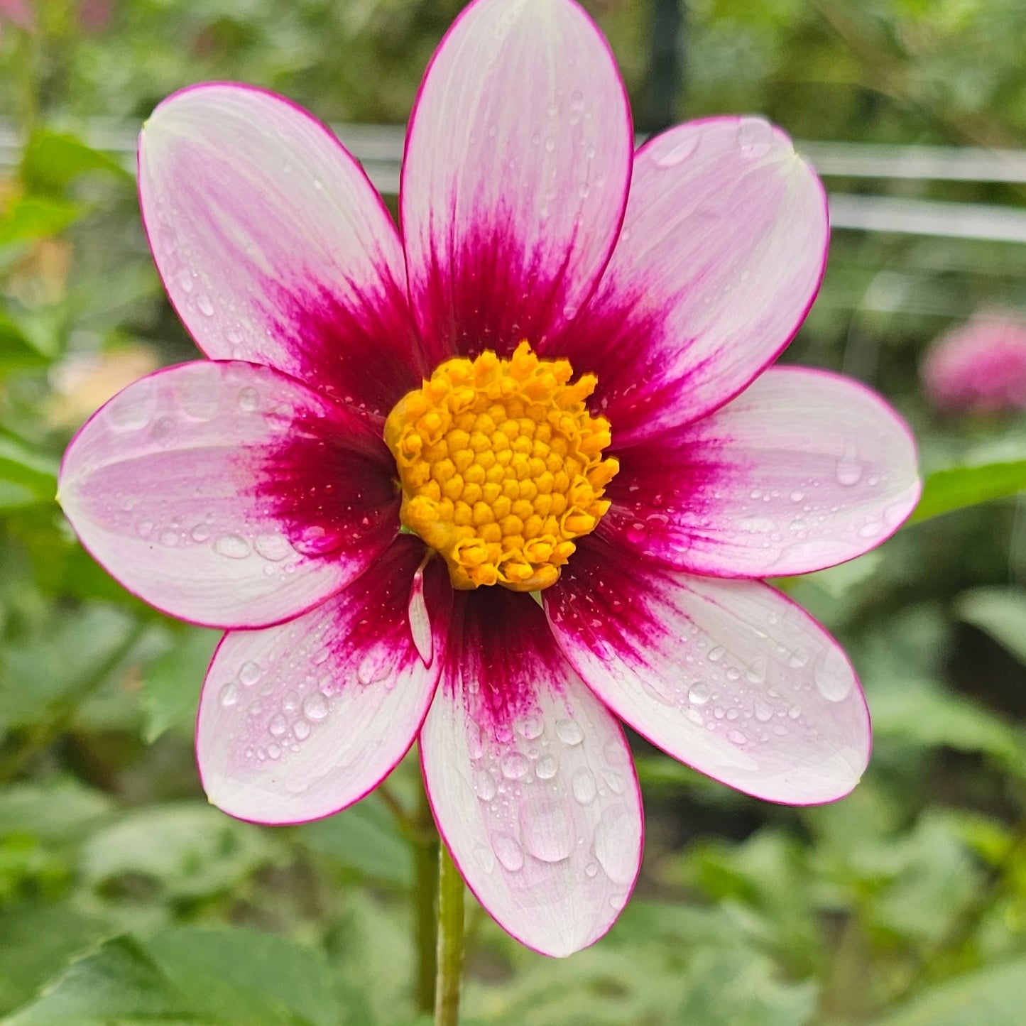 Eclipse Dahlia