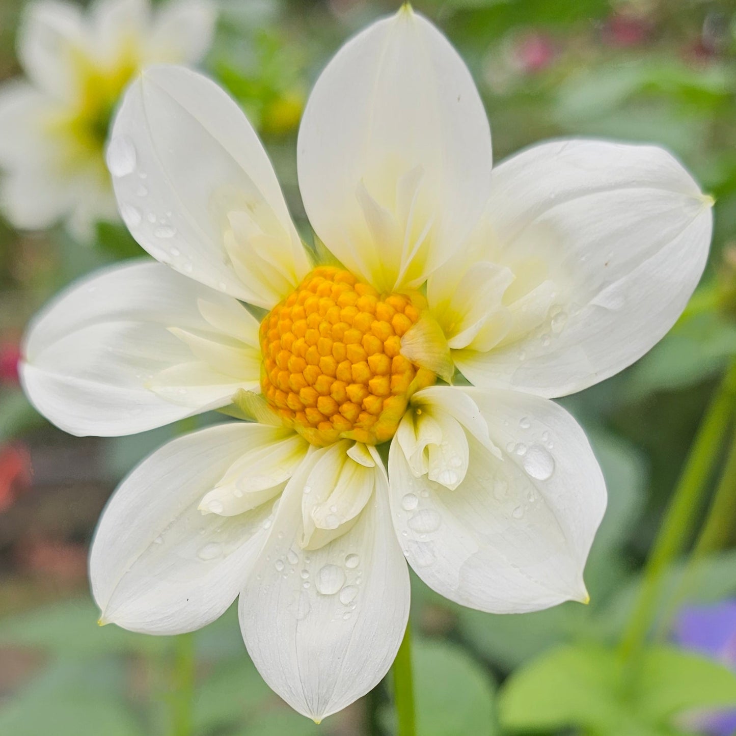 Betty's White Collarette Dahlia