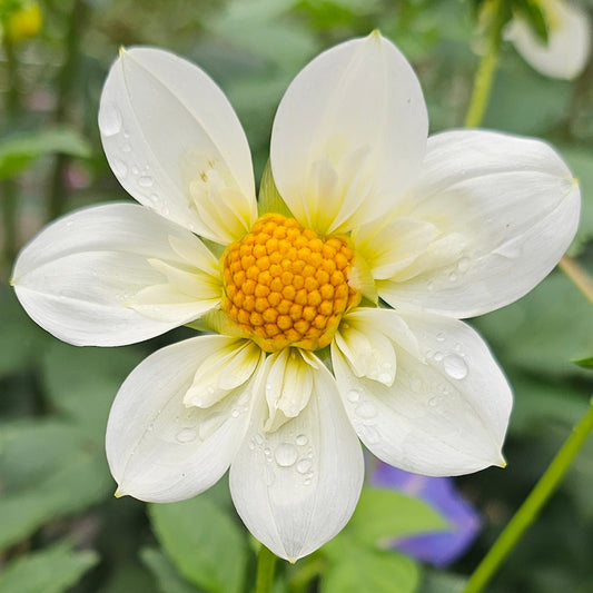 Betty's White Collarette Dahlia