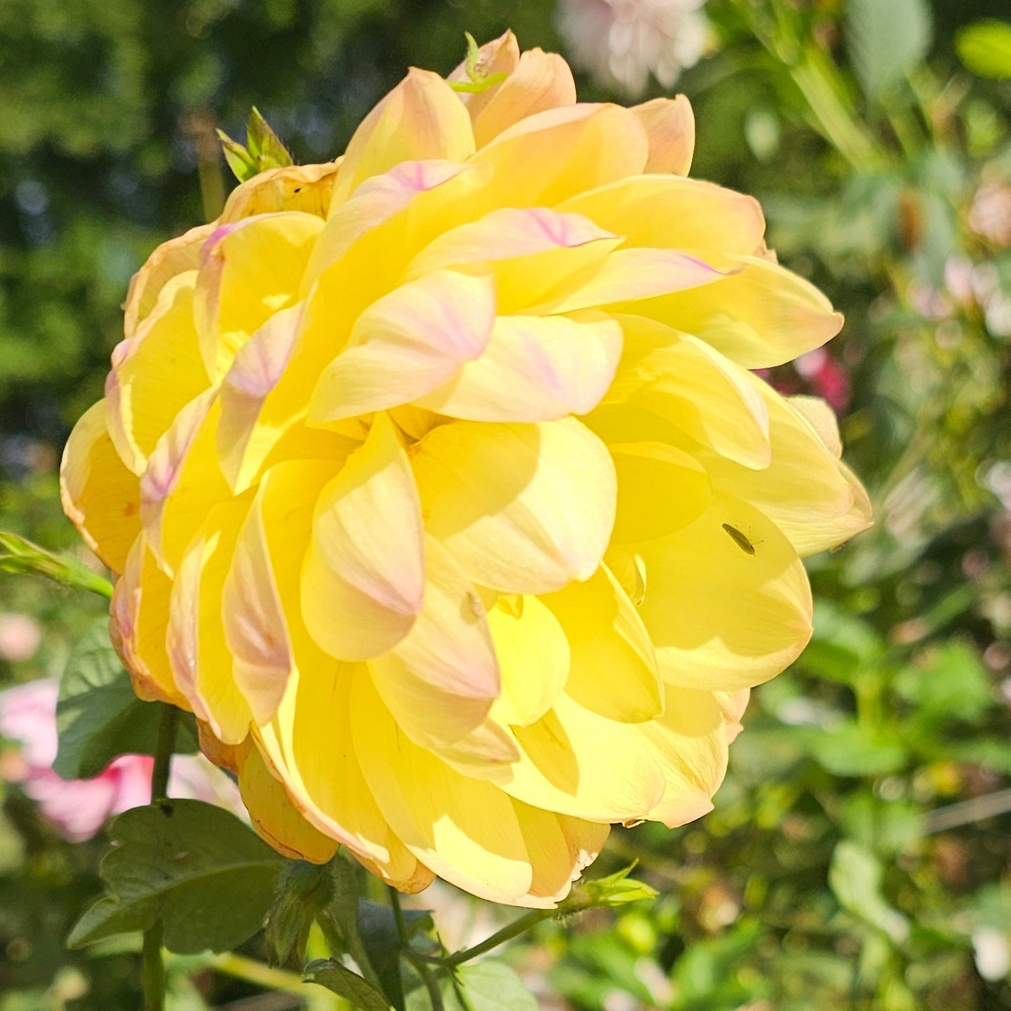 Bracken Lorelei Dahlia