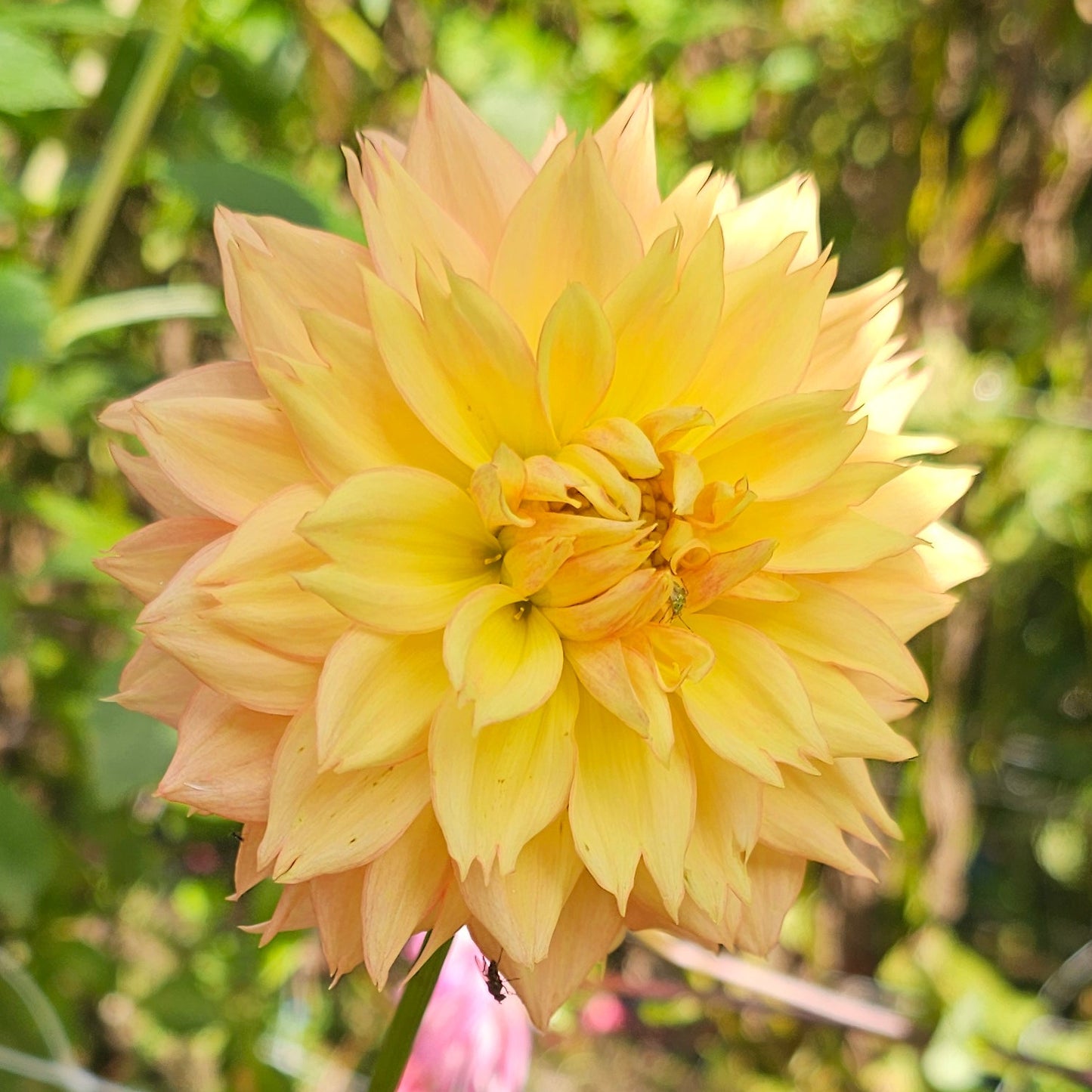 Lee's Apricot Fizz Dahlia