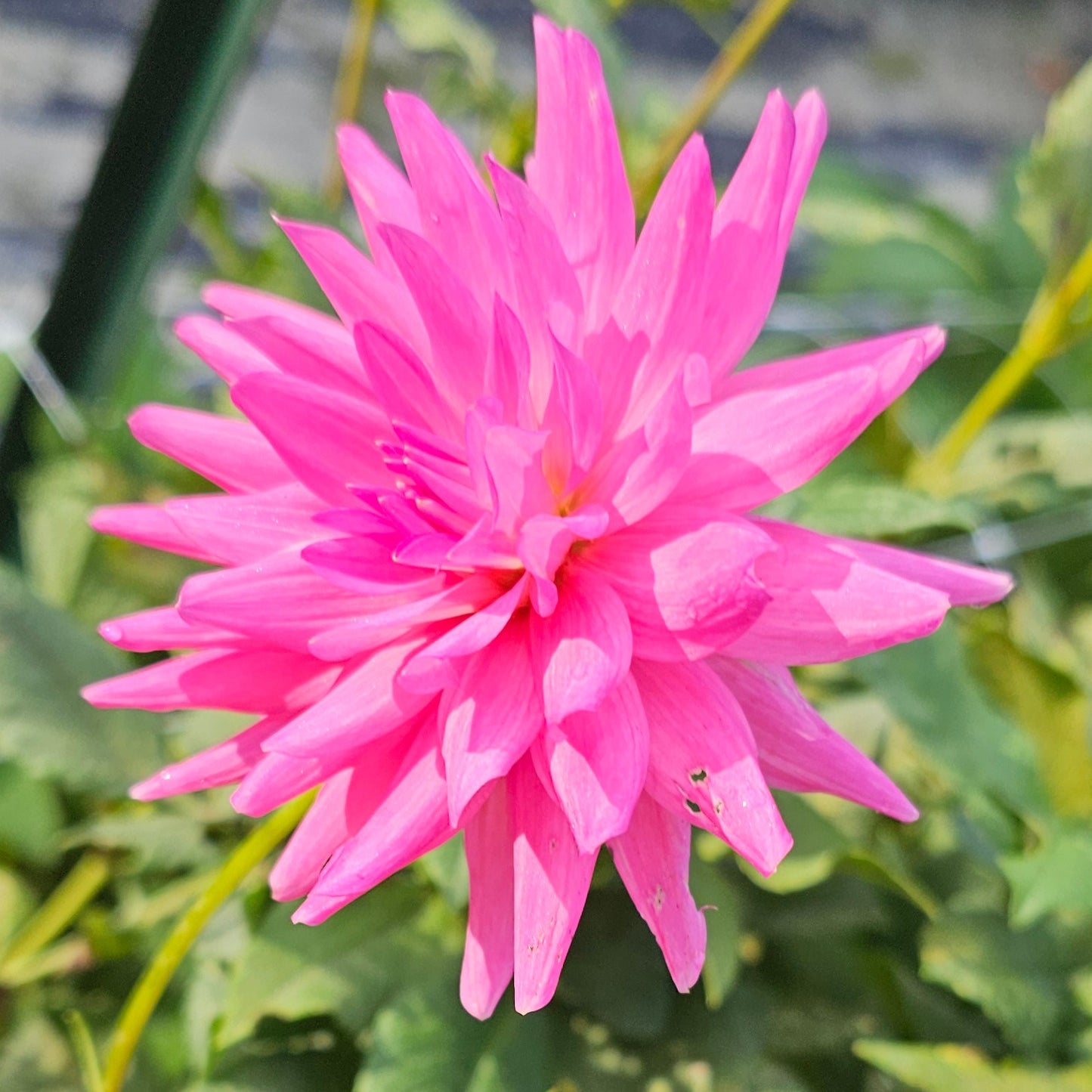 Sweet Dreams Dahlia