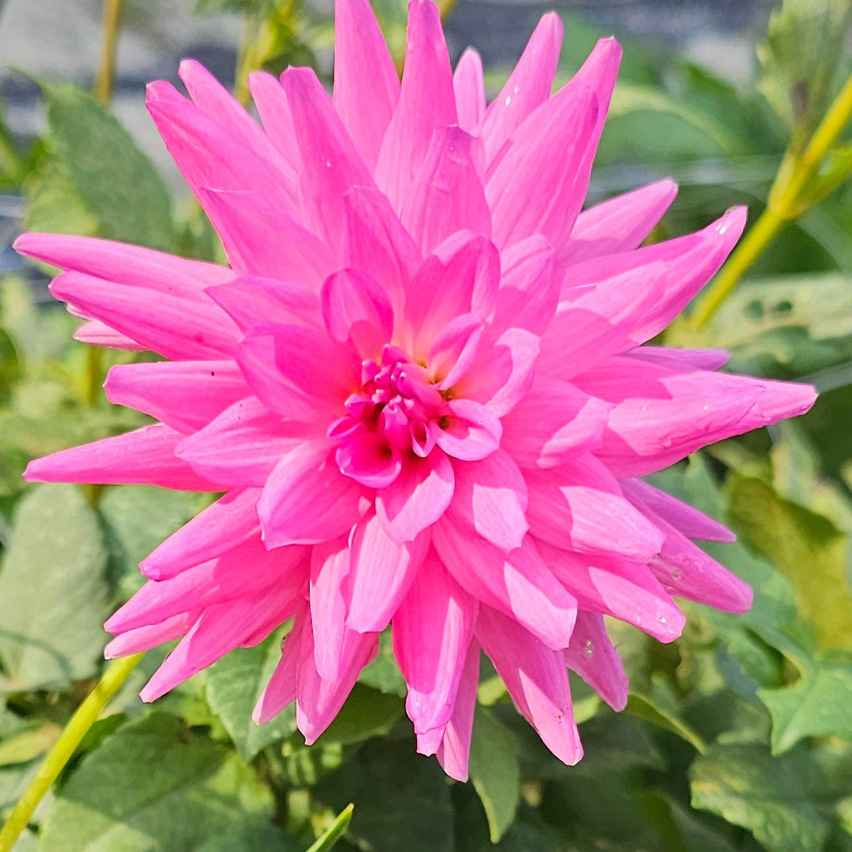Sweet Dreams Dahlia