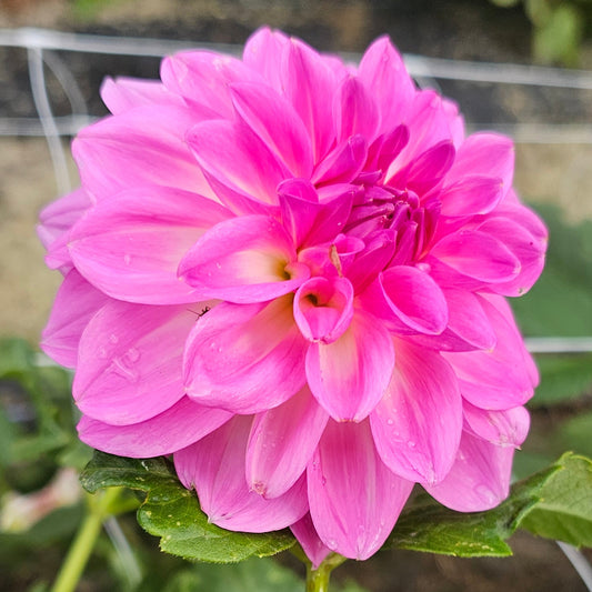Rock Run Mark Dahlia