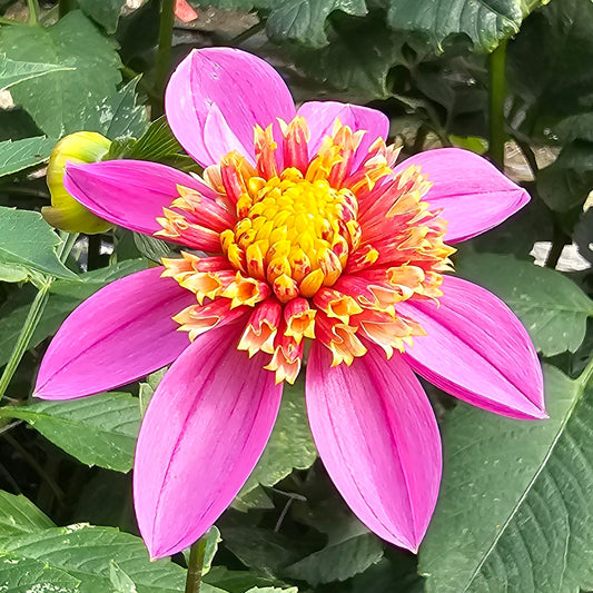 Mexico Dahlia