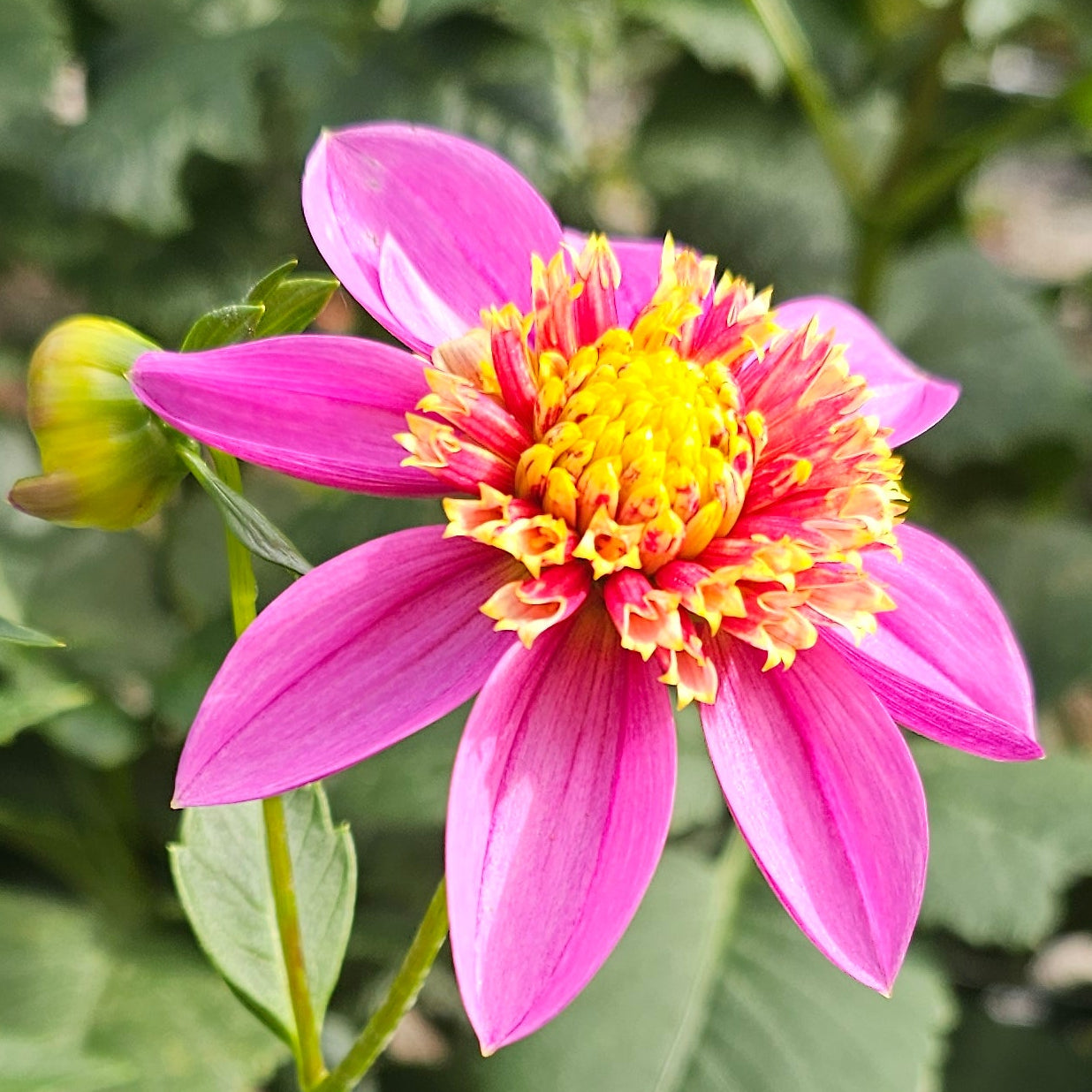 Mexico Dahlia