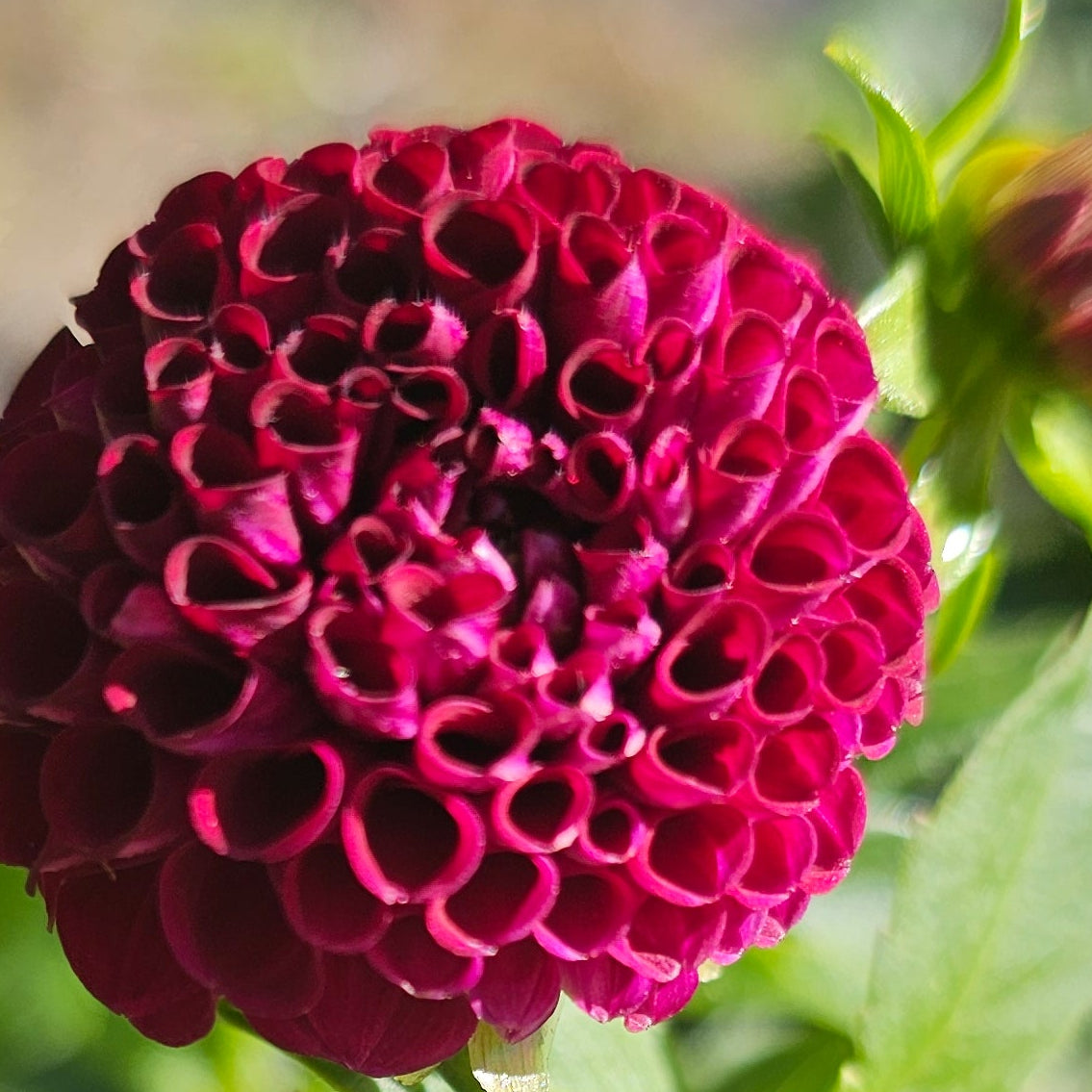 Moor Place Dahlia